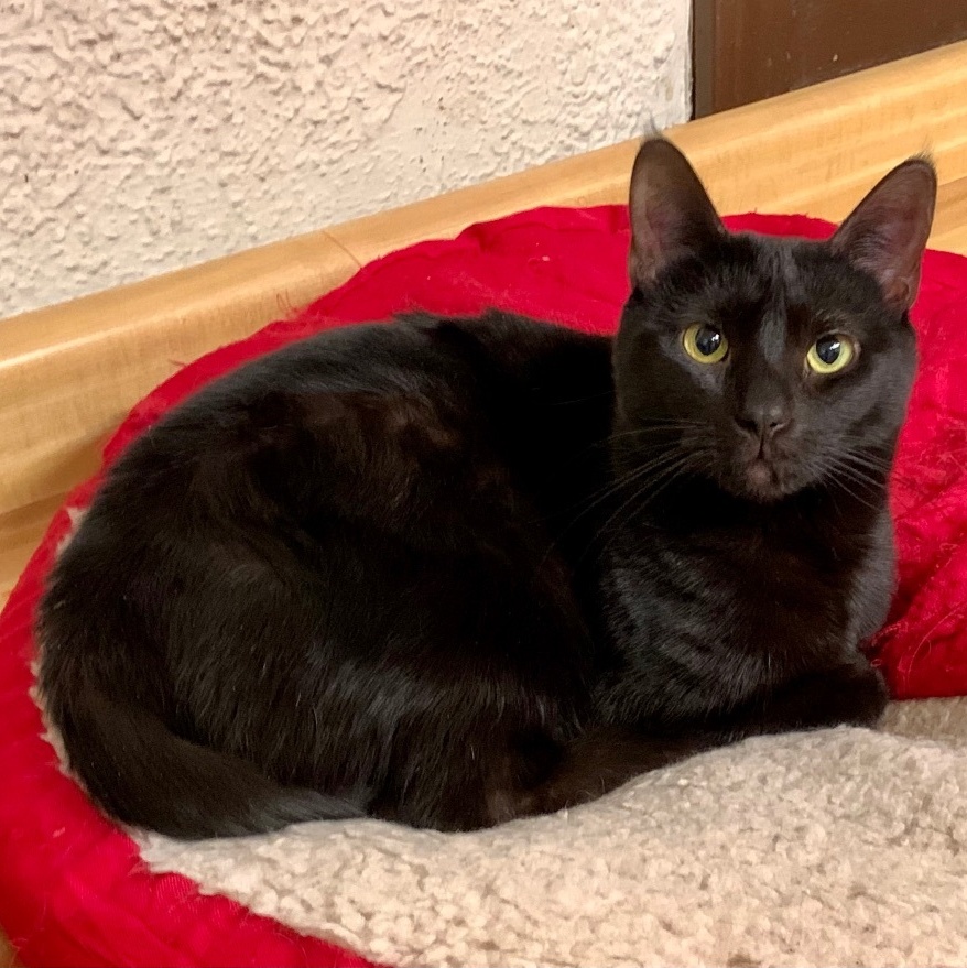 Enlarge Liam, a Adoptable Domestic Short Hair in North Tonawanda, NY image 9/12