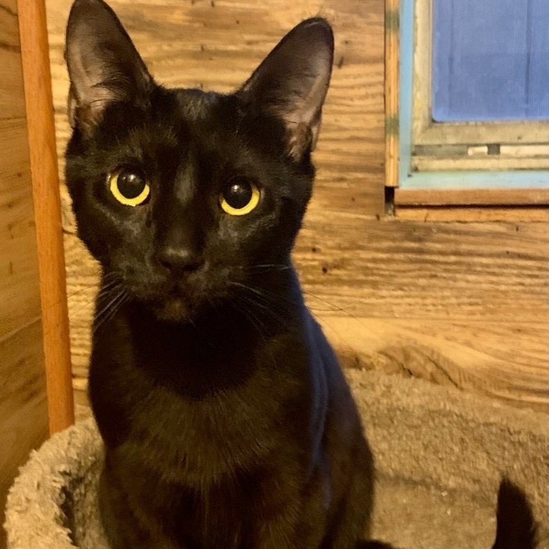 Enlarge Liam, a Adoptable Domestic Short Hair in North Tonawanda, NY image 11/12