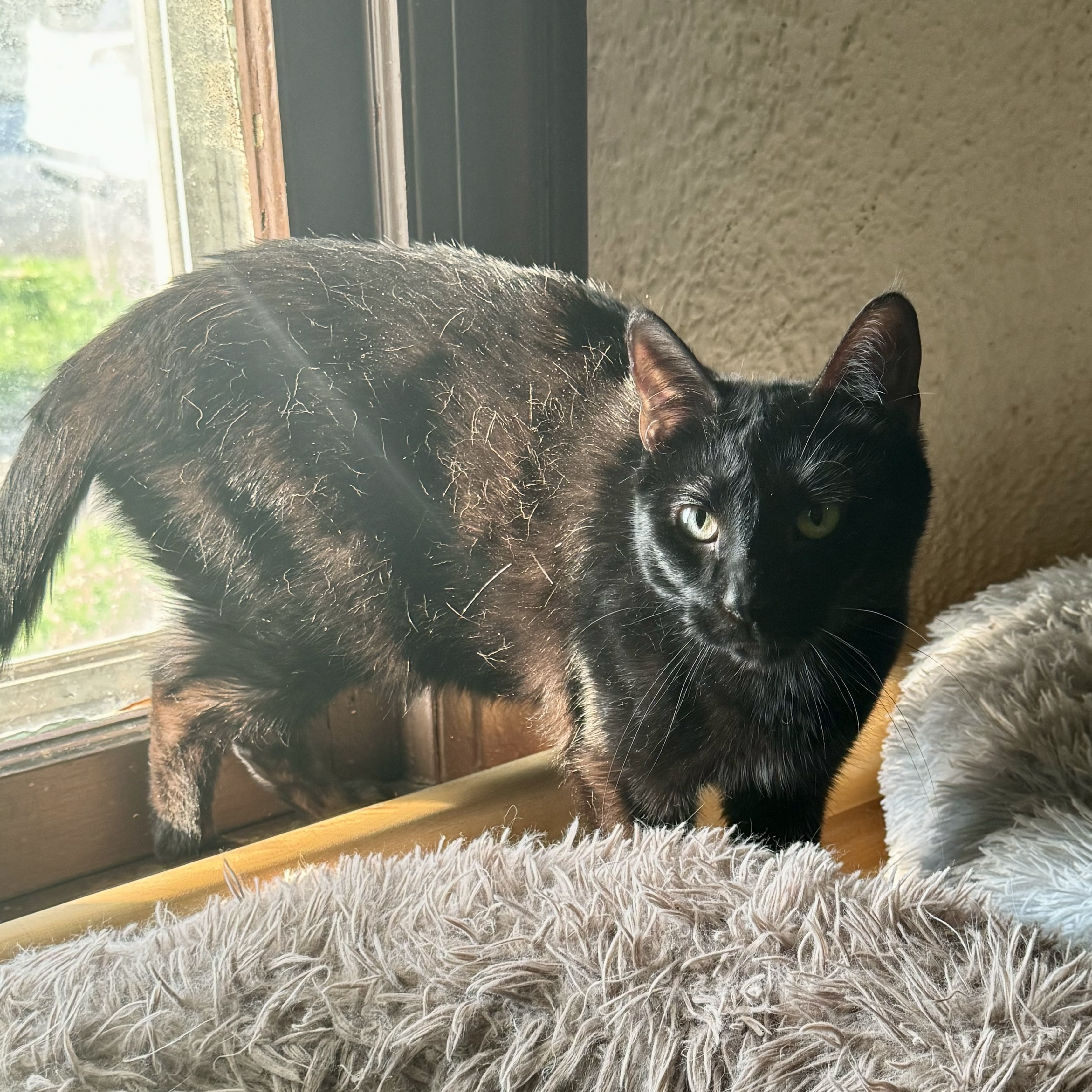 Enlarge Liam, a Adoptable Domestic Short Hair in North Tonawanda, NY image 12/12