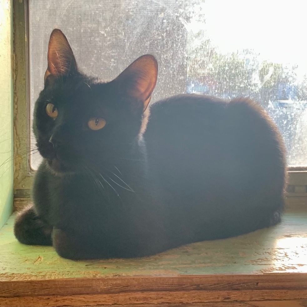 Enlarge Liam, a Adoptable Domestic Short Hair in North Tonawanda, NY image 10/12