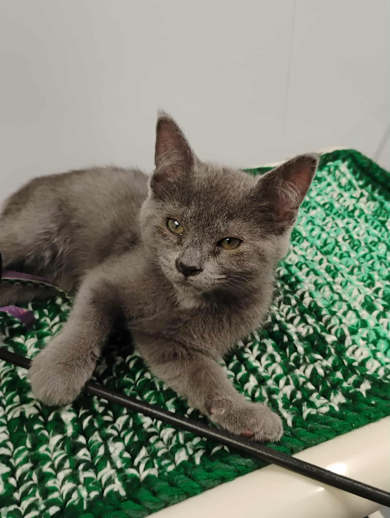 Enlarge Montgomery Gray, an adopted Domestic Short Hair in Kalamazoo, MI image 1/1