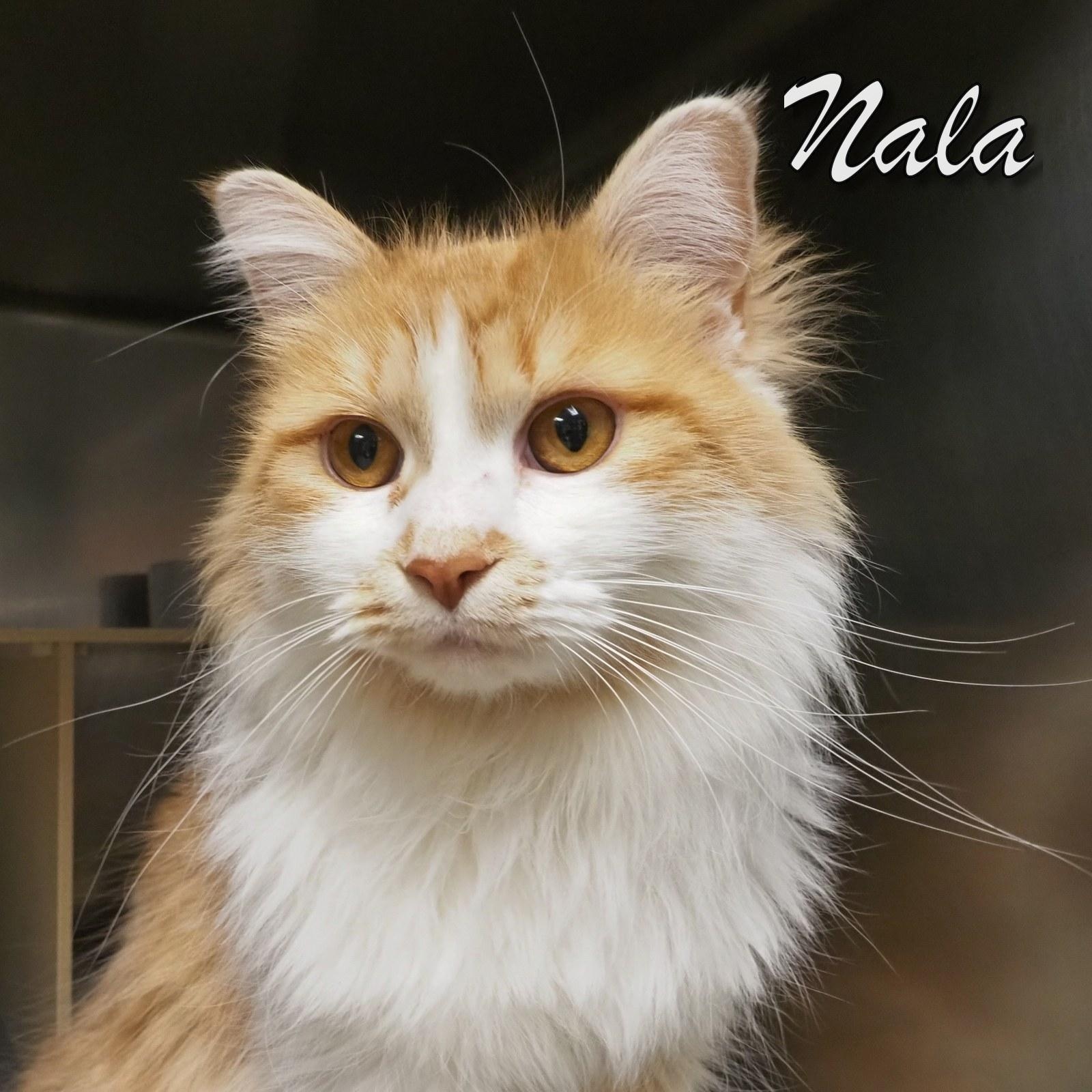 Enlarge Nala, an adopted Domestic Long Hair in Cape May Court House, NJ image 2/3