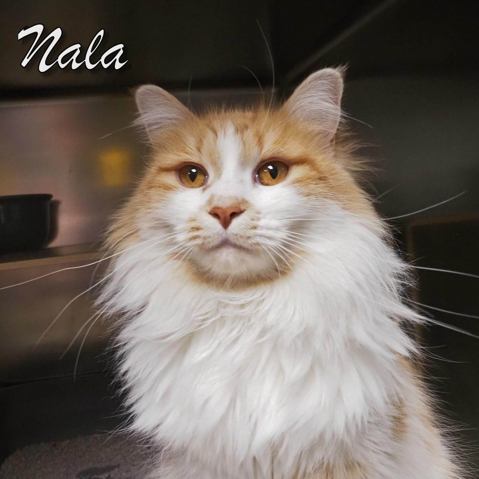 Enlarge Nala, an adopted Domestic Long Hair in Cape May Court House, NJ image 1/3