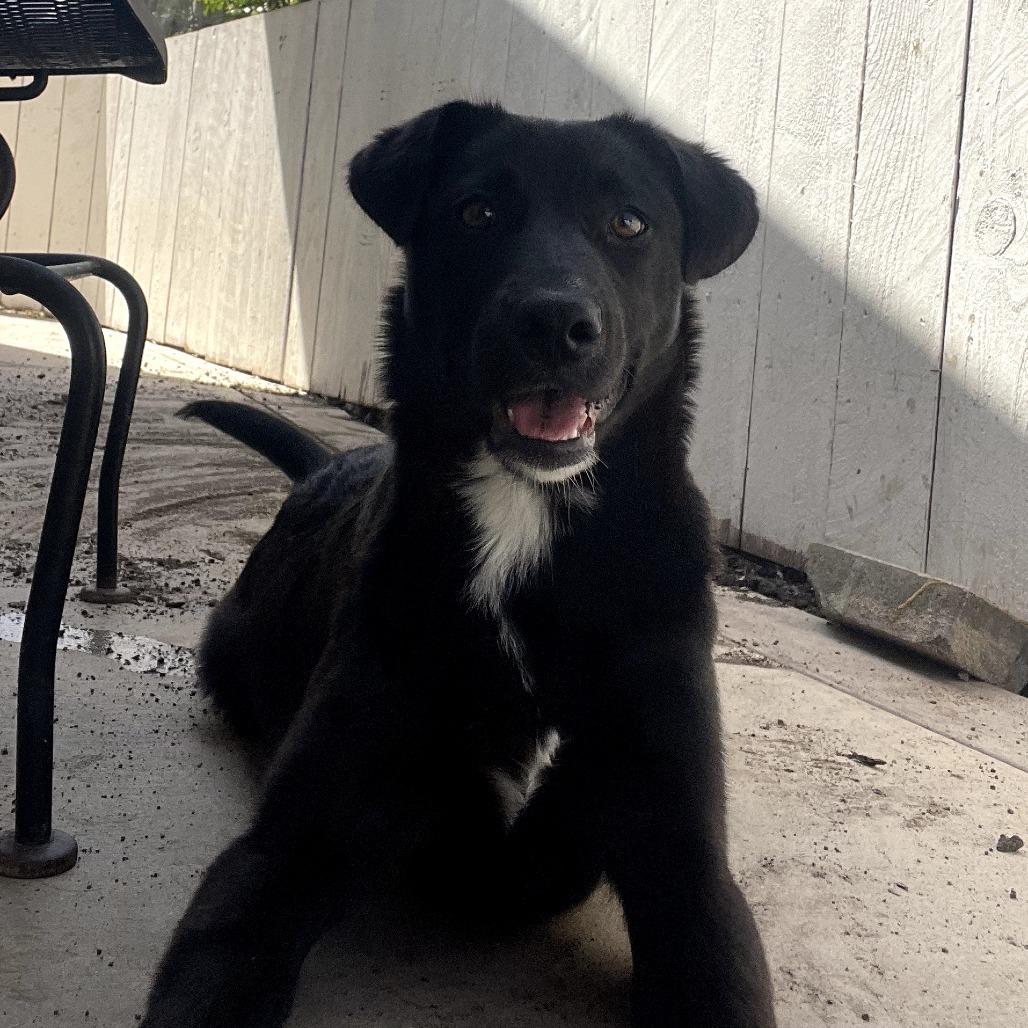 Jane, Adoptable, Young Female German Shepherd Dog & Mixed Breed.