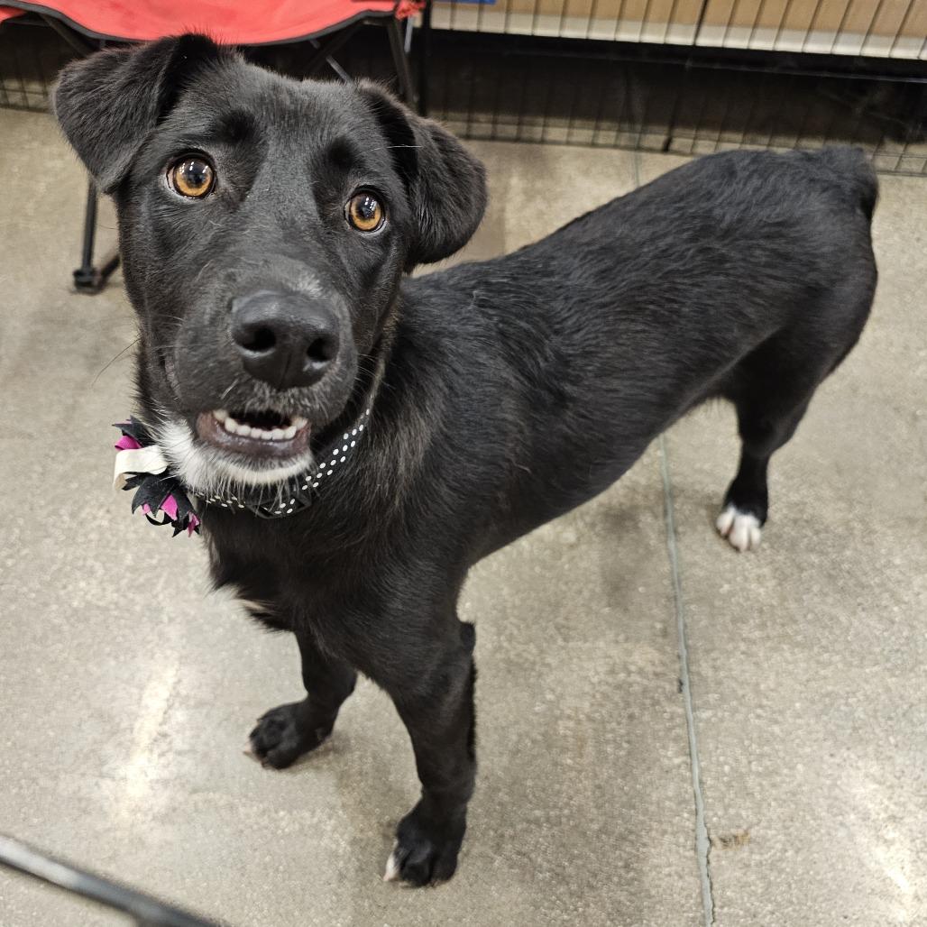 Jane, a Adoptable mixed breed in Apple Valley, CA image 2/4