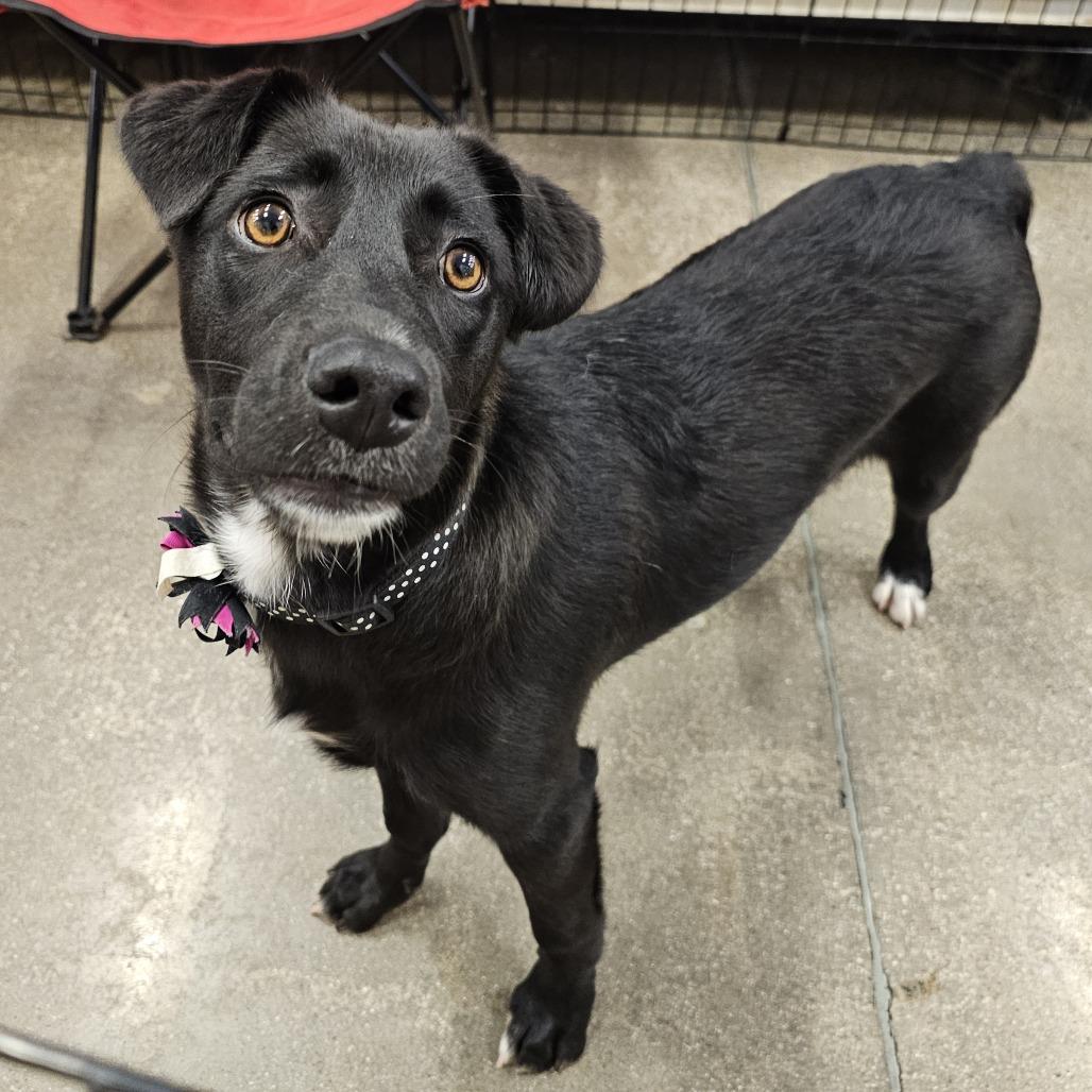 Jane, a Adoptable mixed breed in Apple Valley, CA image 3/4