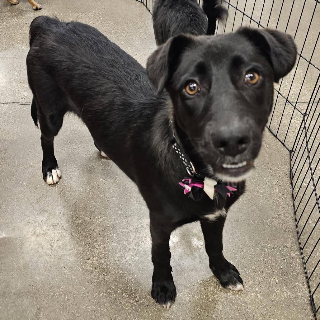 Jane, a Adoptable mixed breed in Apple Valley, CA image 4/4