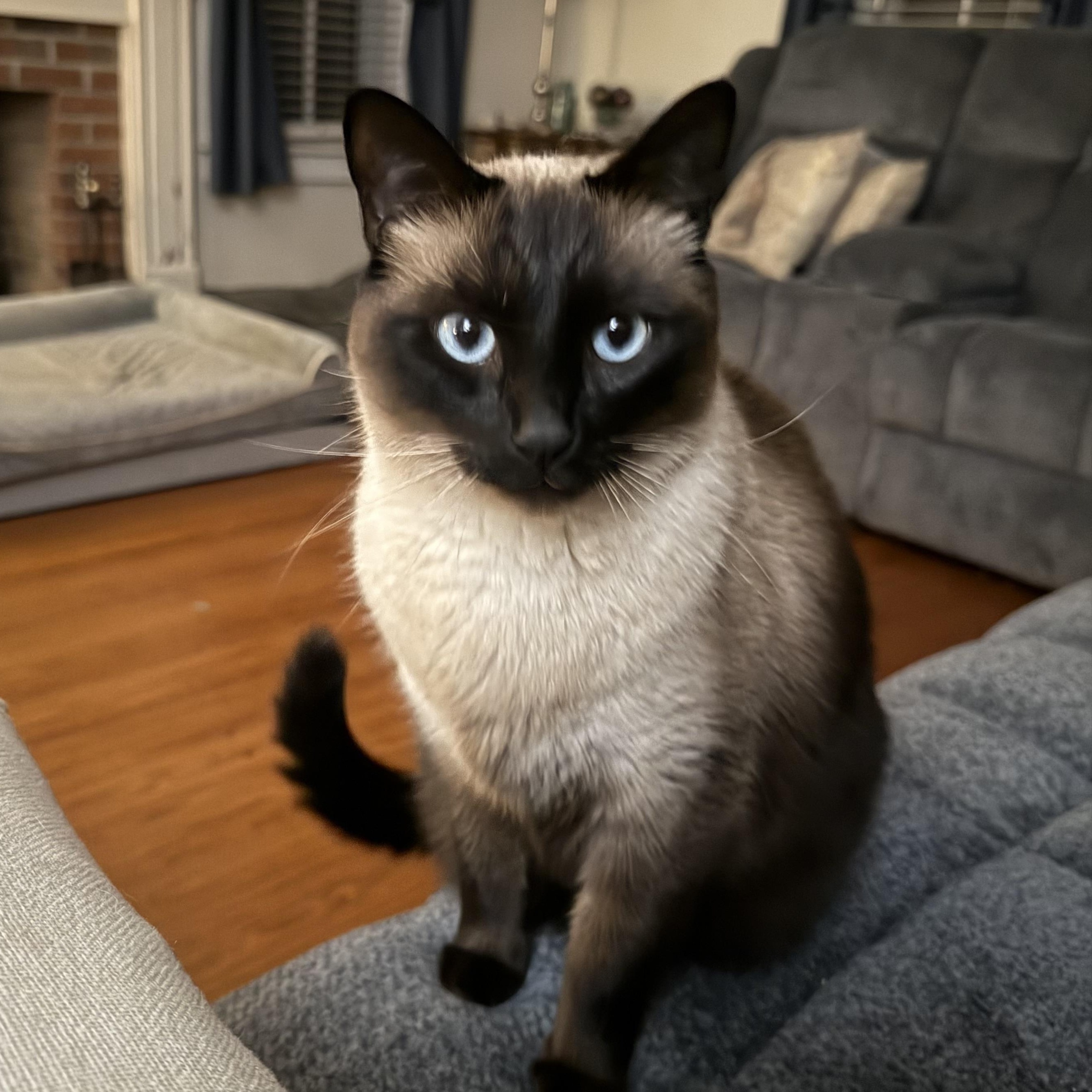 Gordon