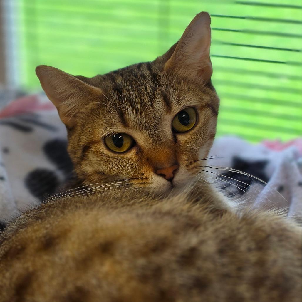 Malia, Adoptable, Adult Female Domestic Short Hair.