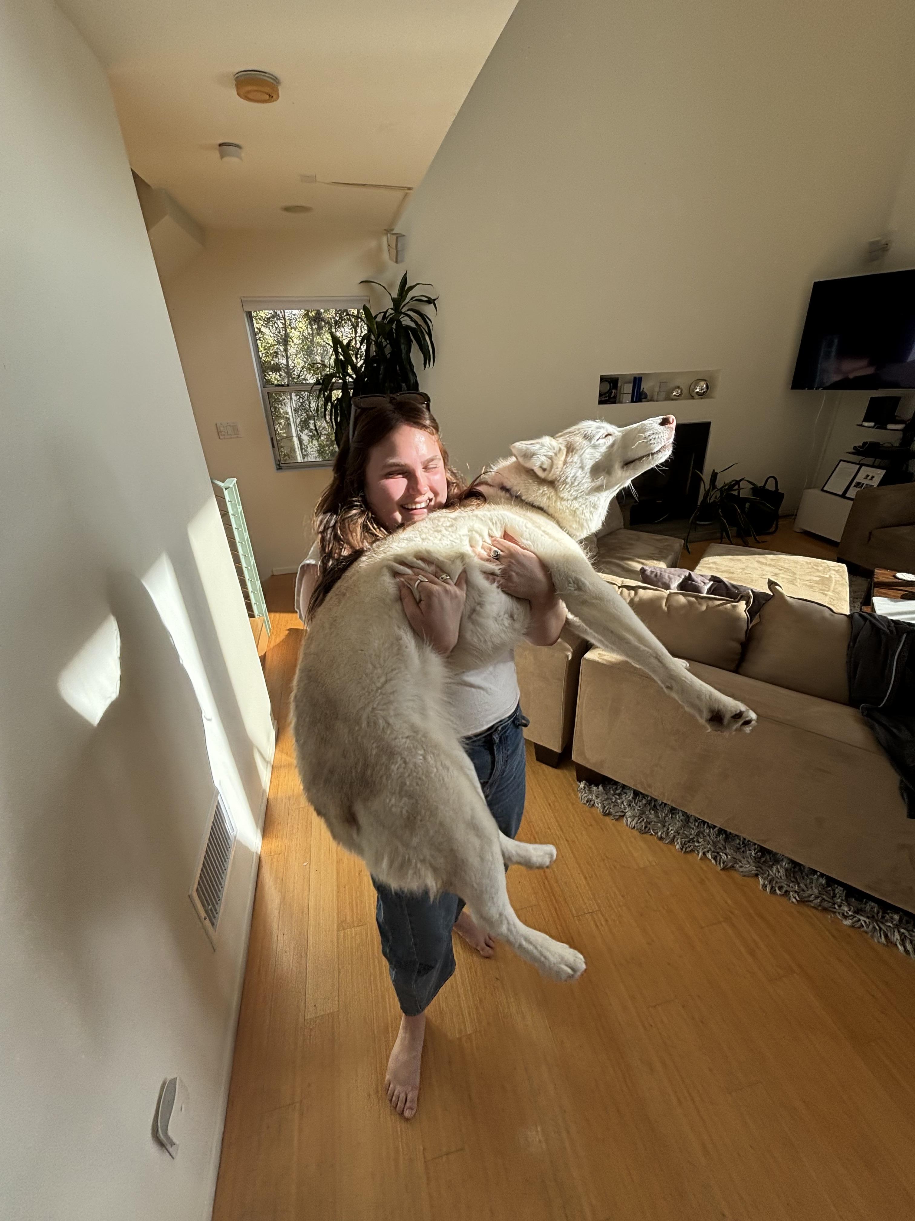 Enlarge Hallie, a Adoptable Husky in torrance, CA image 3/6