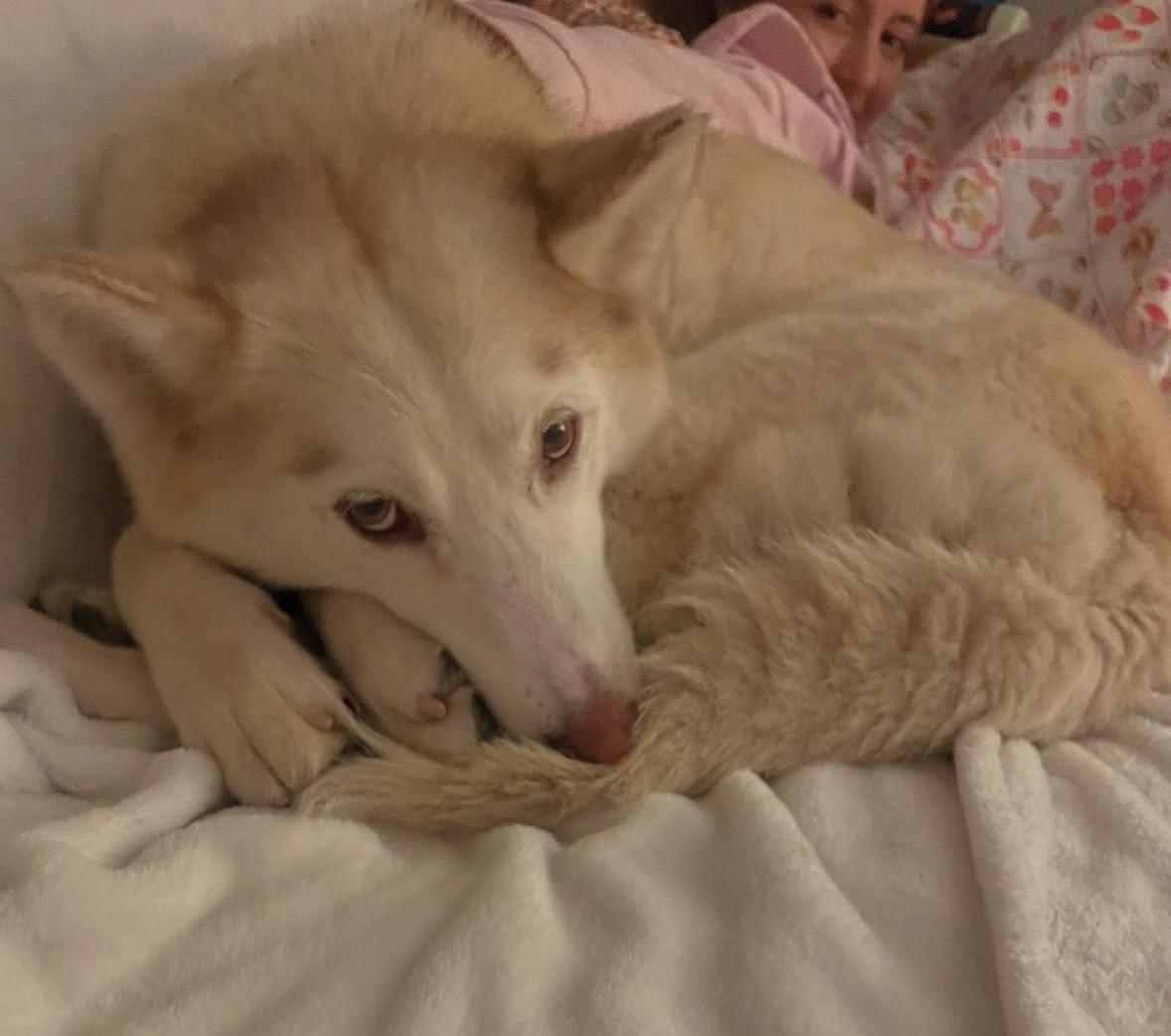 Enlarge Hallie, a Adoptable Husky in torrance, CA image 6/6