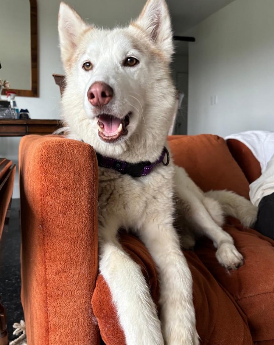 Enlarge Hallie, a Adoptable Husky in torrance, CA image 1/6