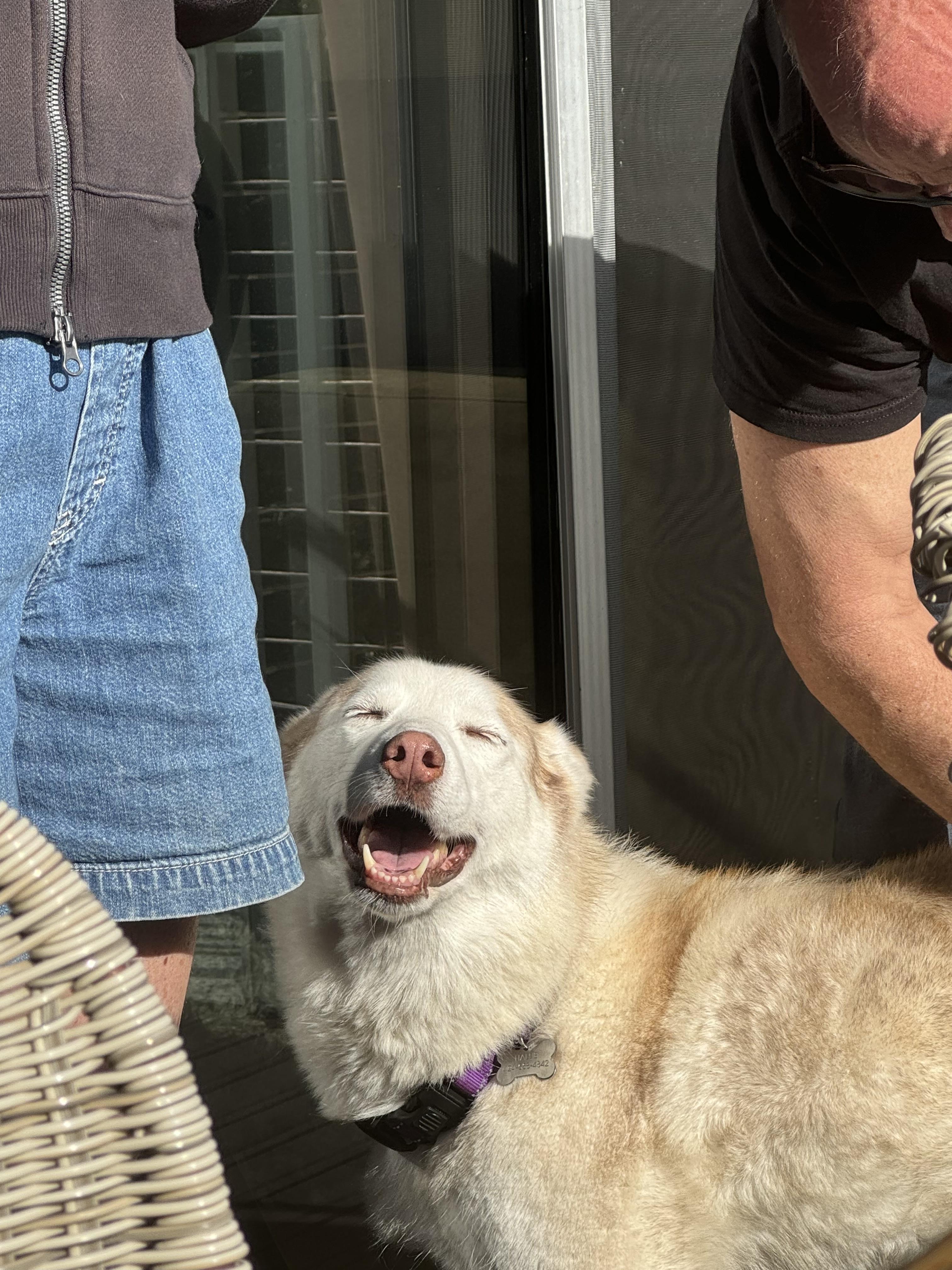 Enlarge Hallie, a Adoptable Husky in torrance, CA image 2/6