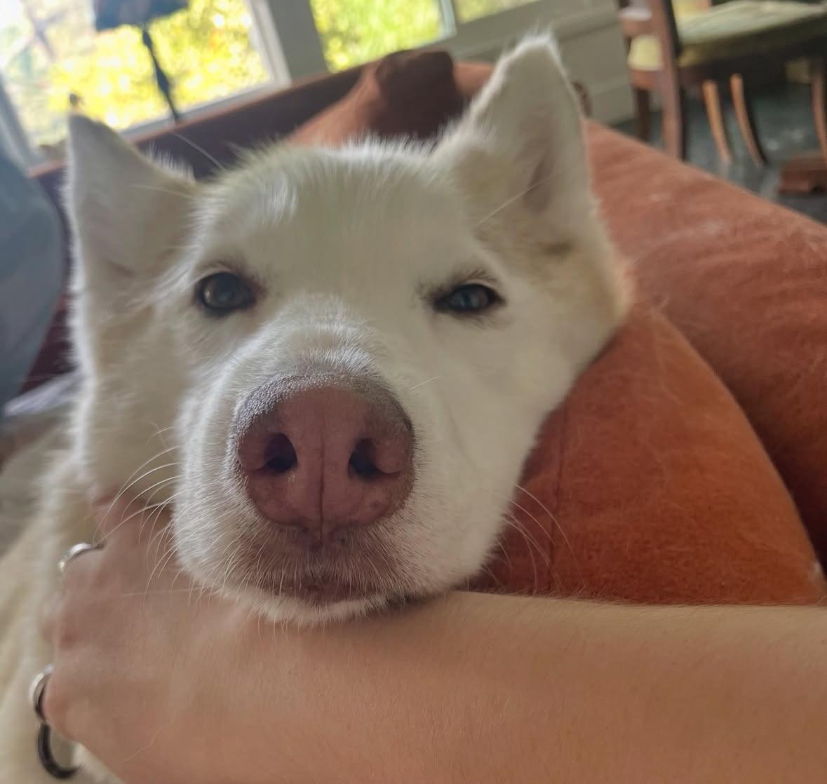Enlarge Hallie, a Adoptable Husky in torrance, CA image 4/6