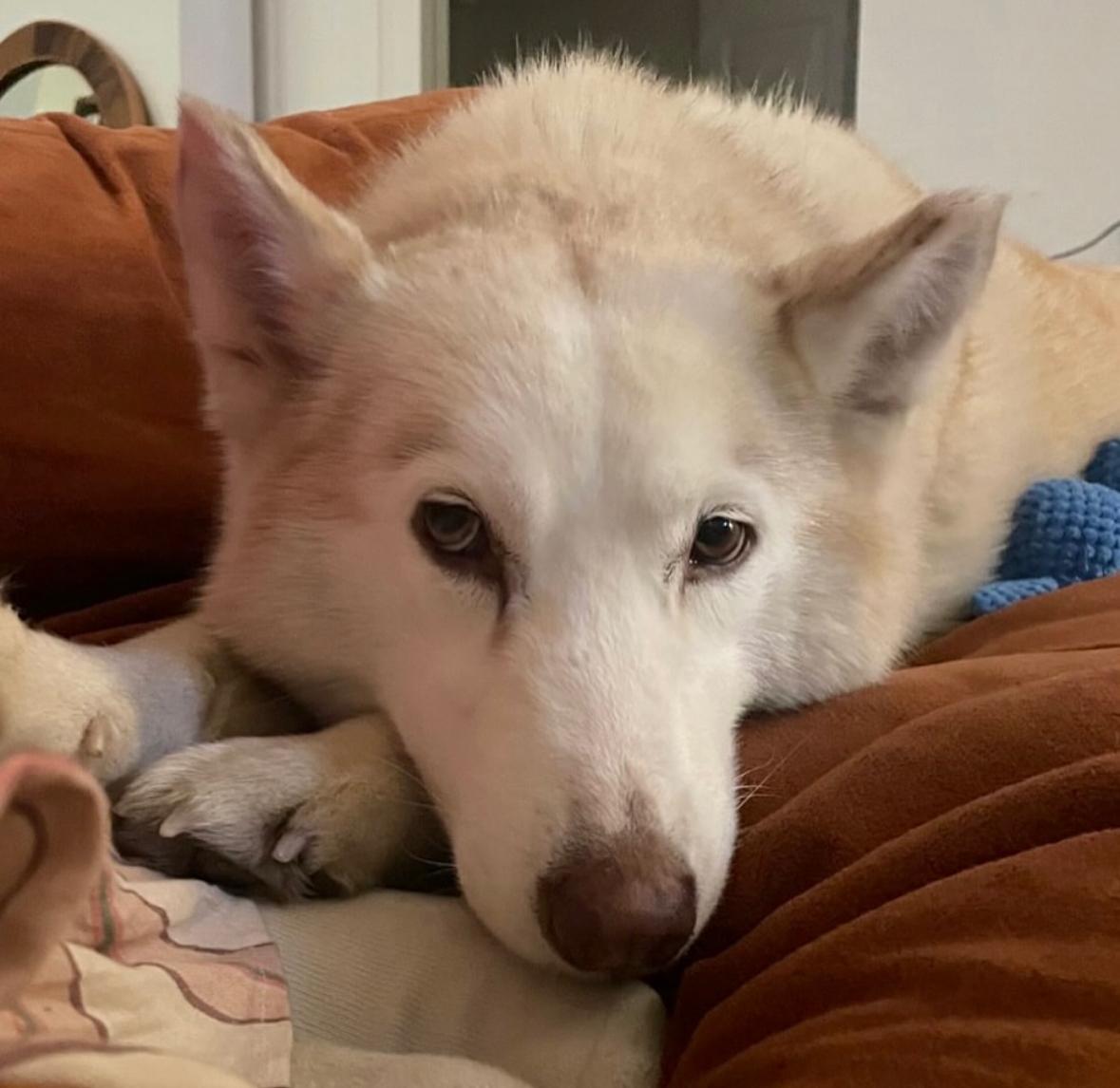 Enlarge Hallie, a Adoptable Husky in torrance, CA image 5/6