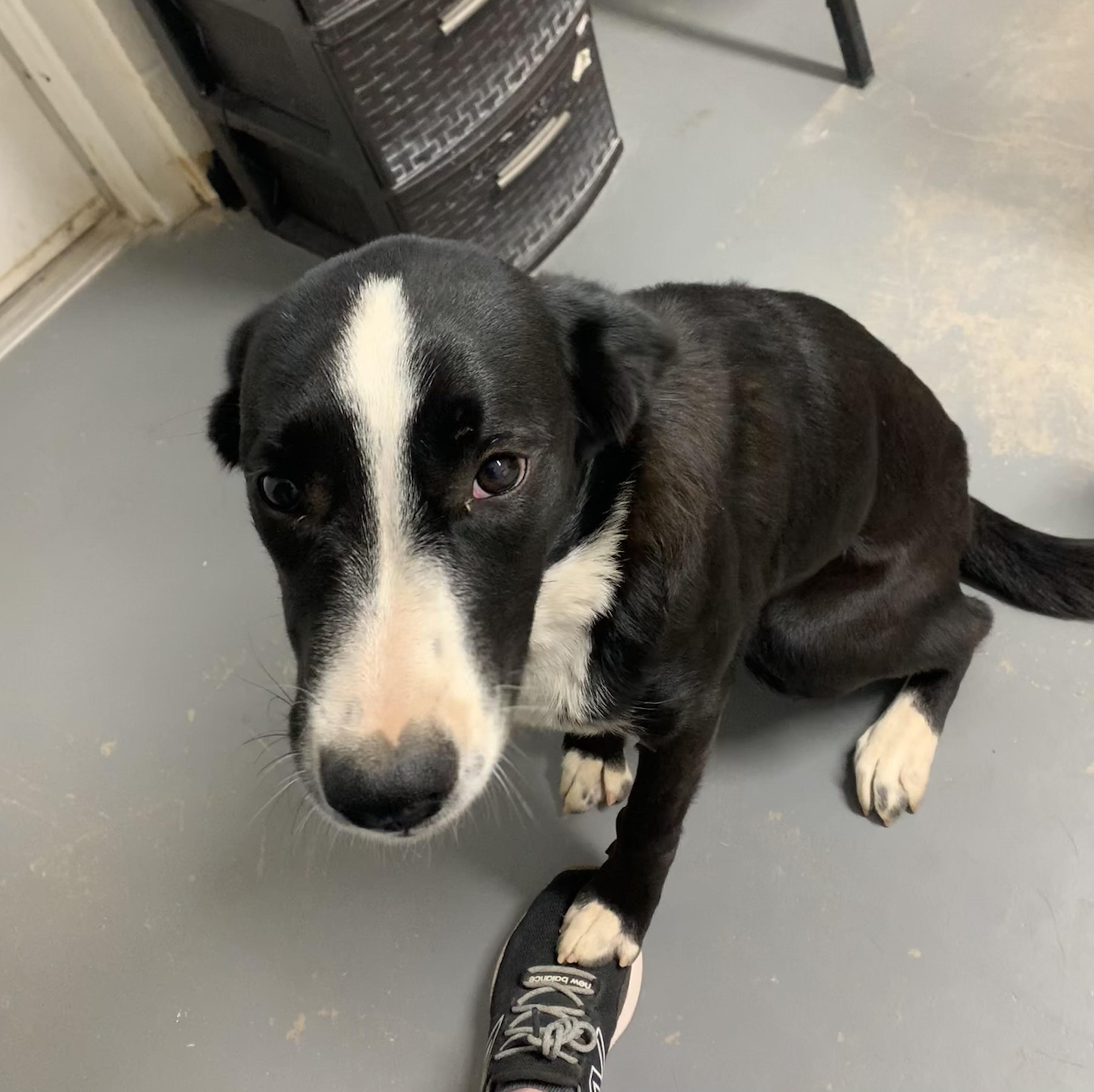 Mabel, Adoptable, Young Female Border Collie.