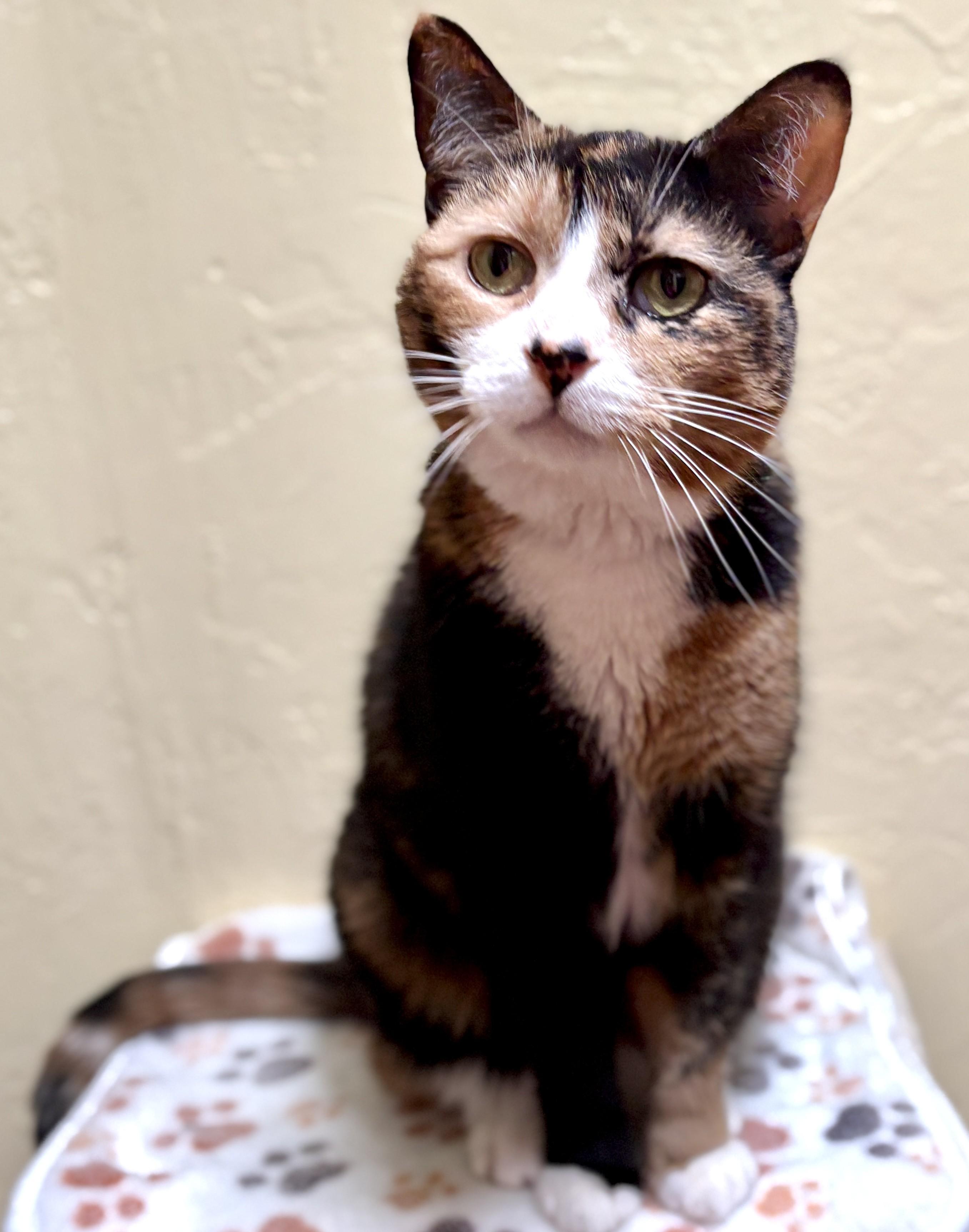 Enlarge SPICY, a ADOPTABLE Calico in Prescott, AZ image 3/5