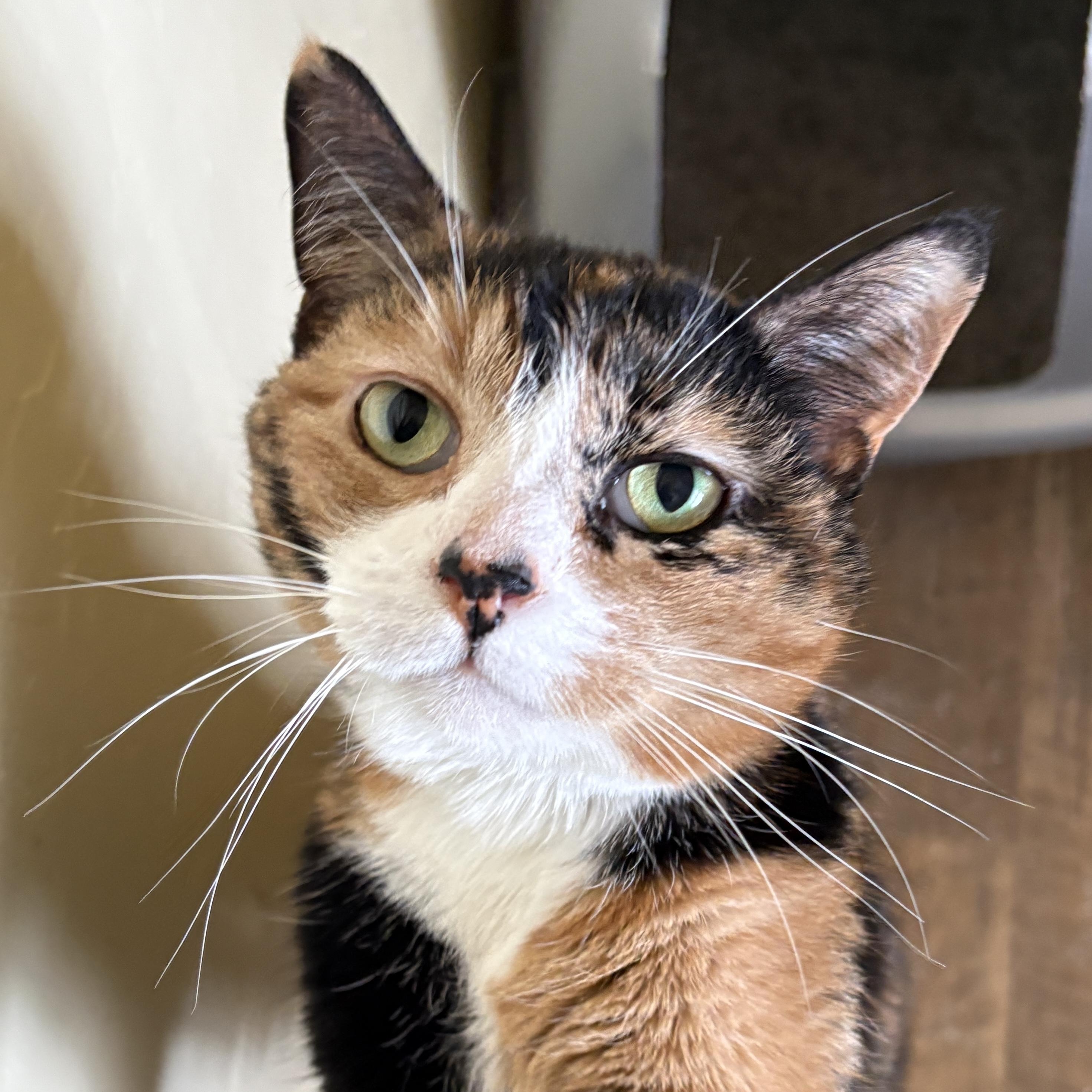 Enlarge SPICY, a ADOPTABLE Calico in Prescott, AZ image 1/5