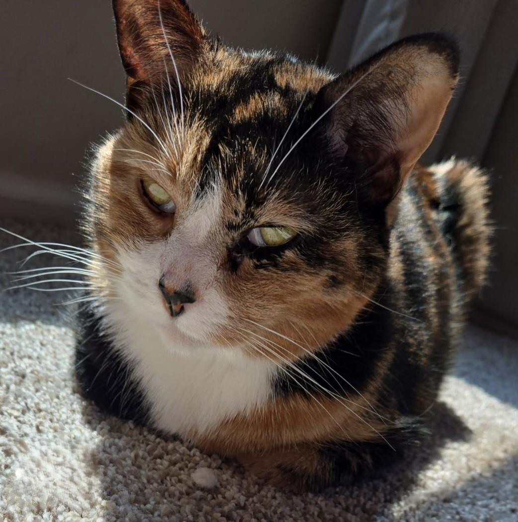 Enlarge SPICY, a ADOPTABLE Calico in Prescott, AZ image 4/5