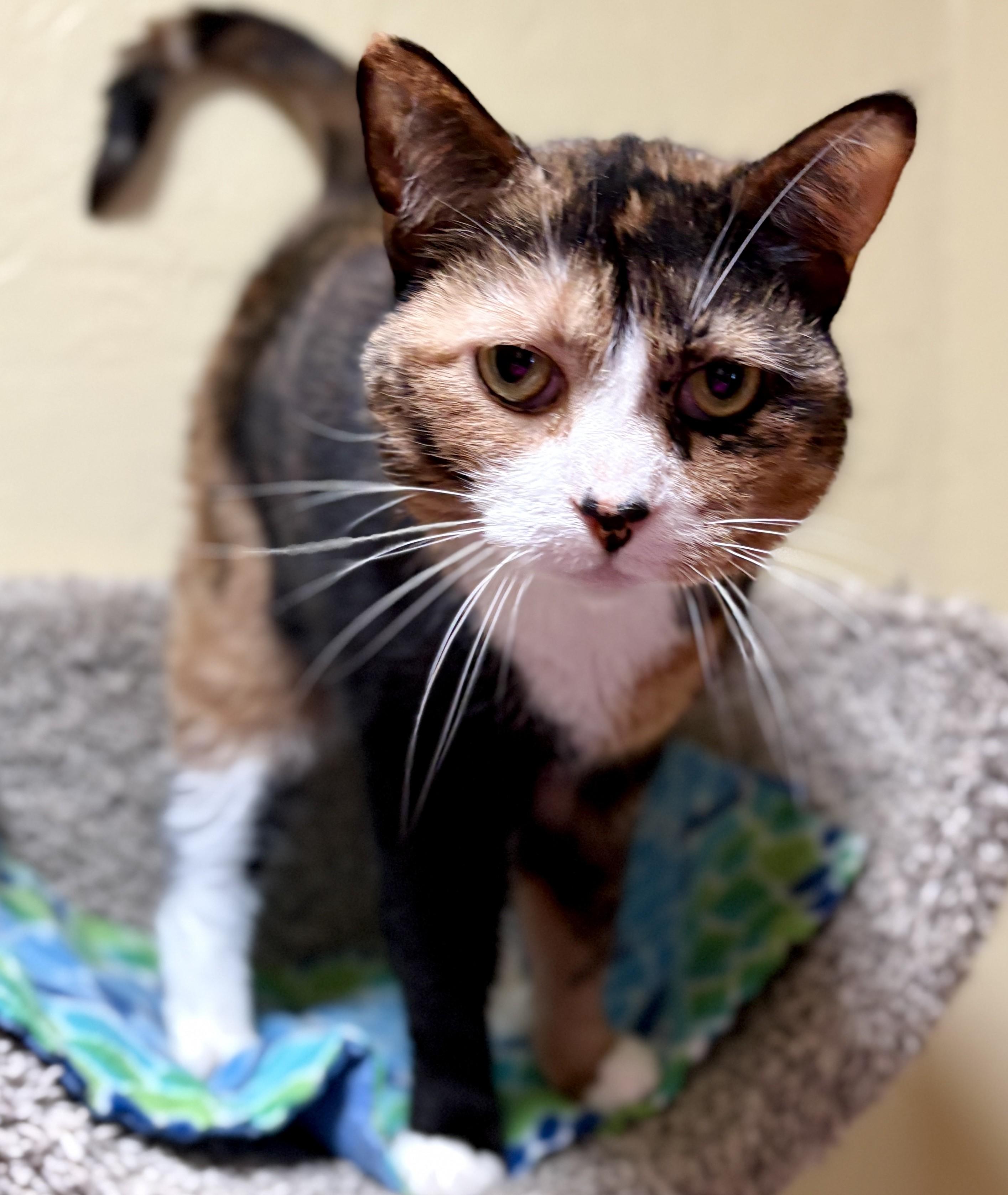Enlarge SPICY, a ADOPTABLE Calico in Prescott, AZ image 5/5