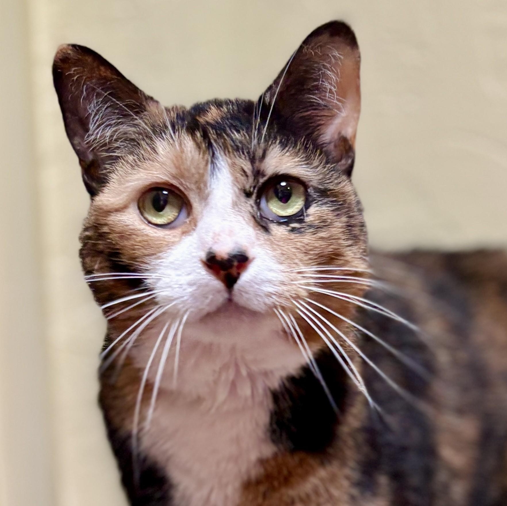 Enlarge SPICY, a ADOPTABLE Calico in Prescott, AZ image 2/5