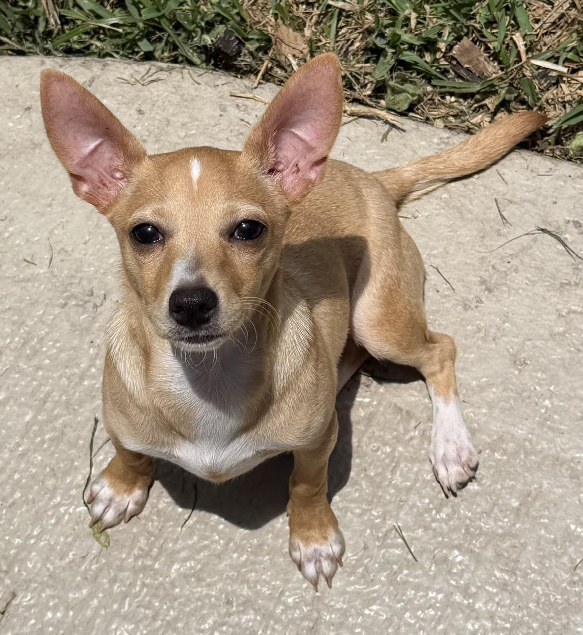Enlarge Flip, an adoptable mixed breed in Orlando, FL image 1/6