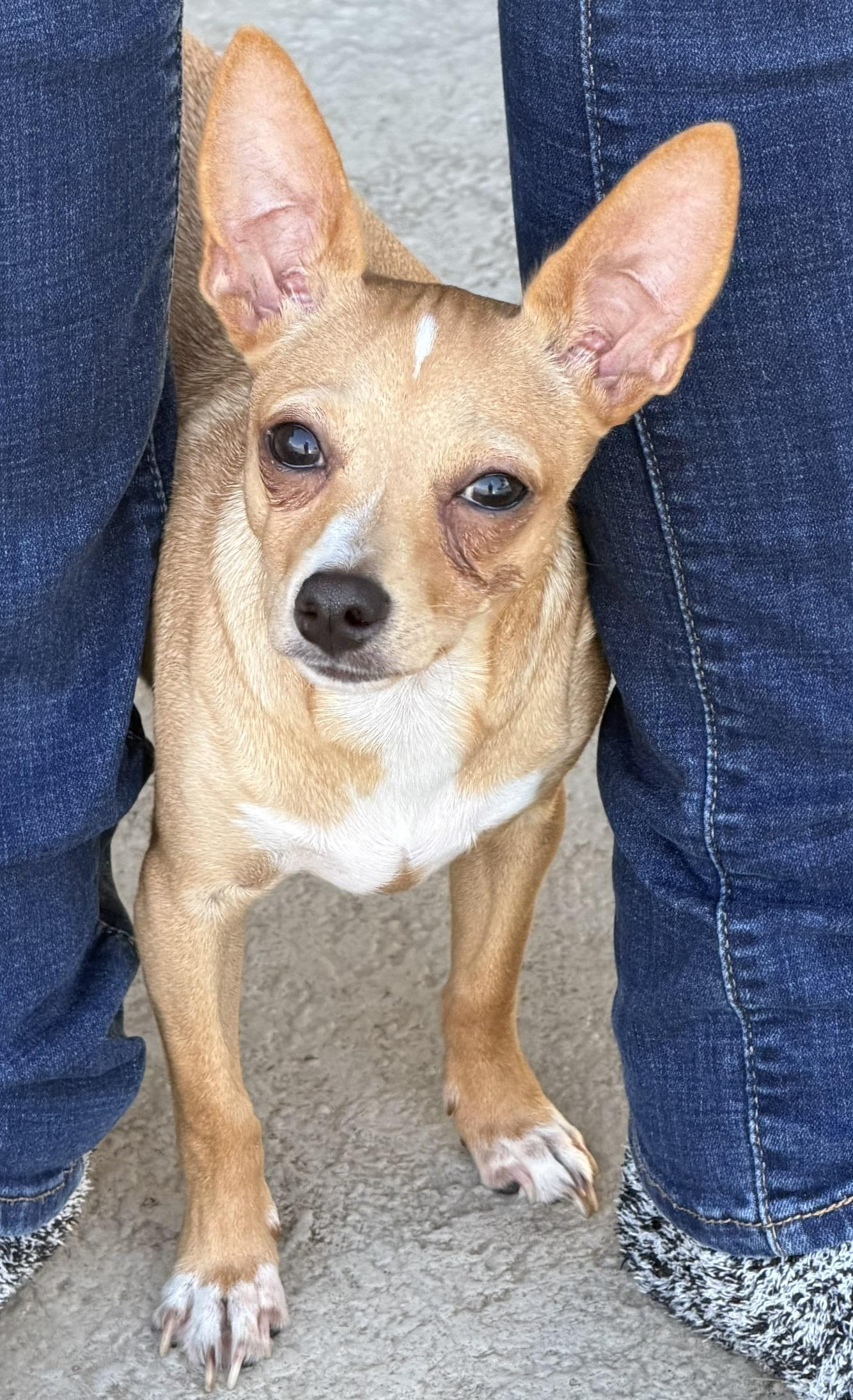 Enlarge Flip, a Adoptable mixed breed in Orlando, FL image 1/6