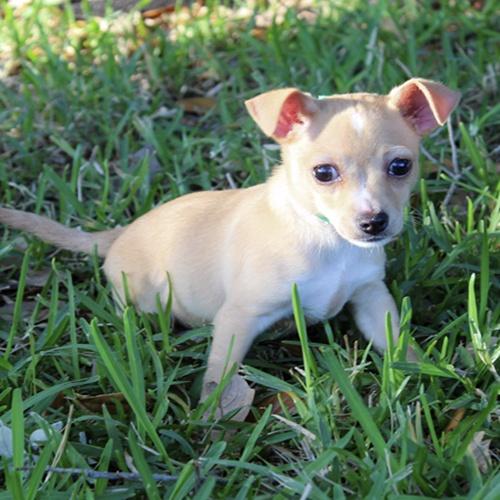 Flip, adoptable, Young Male Chihuahua.