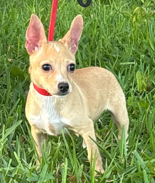 Enlarge Flip, an adoptable mixed breed in Orlando, FL image 3/4