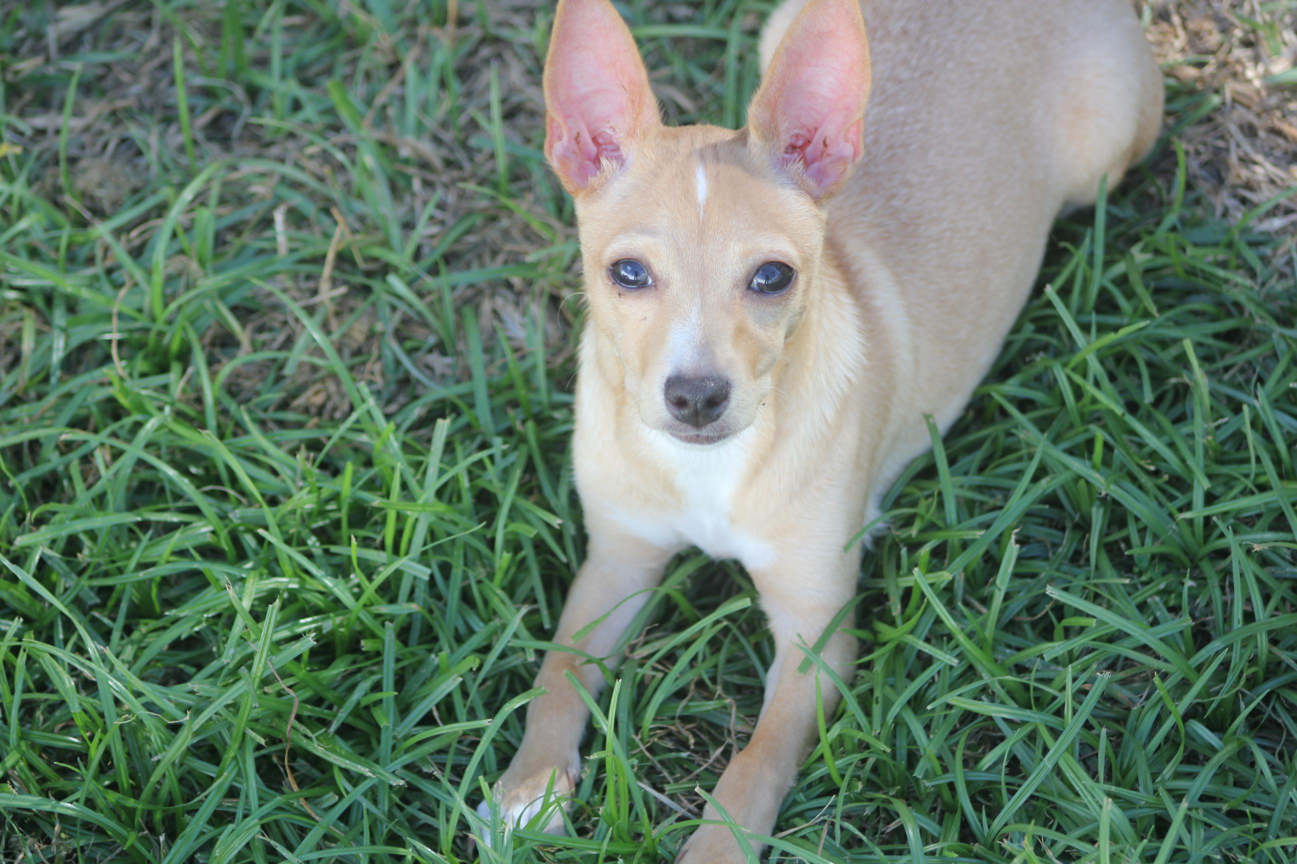 Flip, adoptable, Young Male Chihuahua.