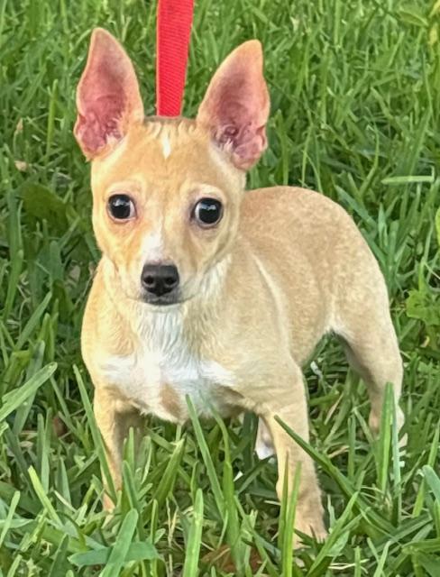 Enlarge Flip, an adoptable mixed breed in Orlando, FL image 4/4