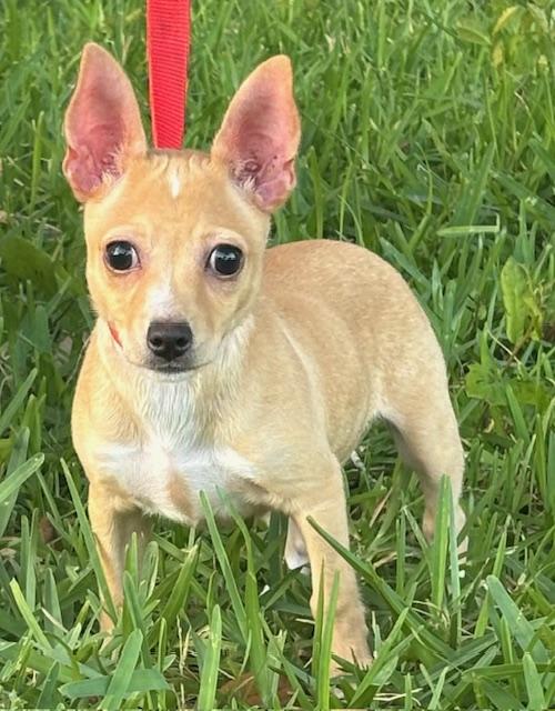 Enlarge Flip, an adoptable mixed breed in Orlando, FL image 2/4