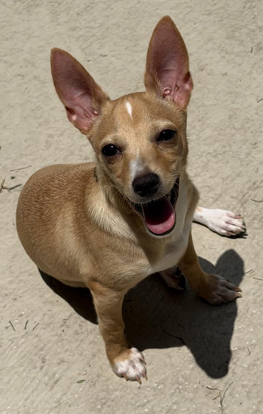 Enlarge Flip, an adoptable mixed breed in Orlando, FL image 6/6