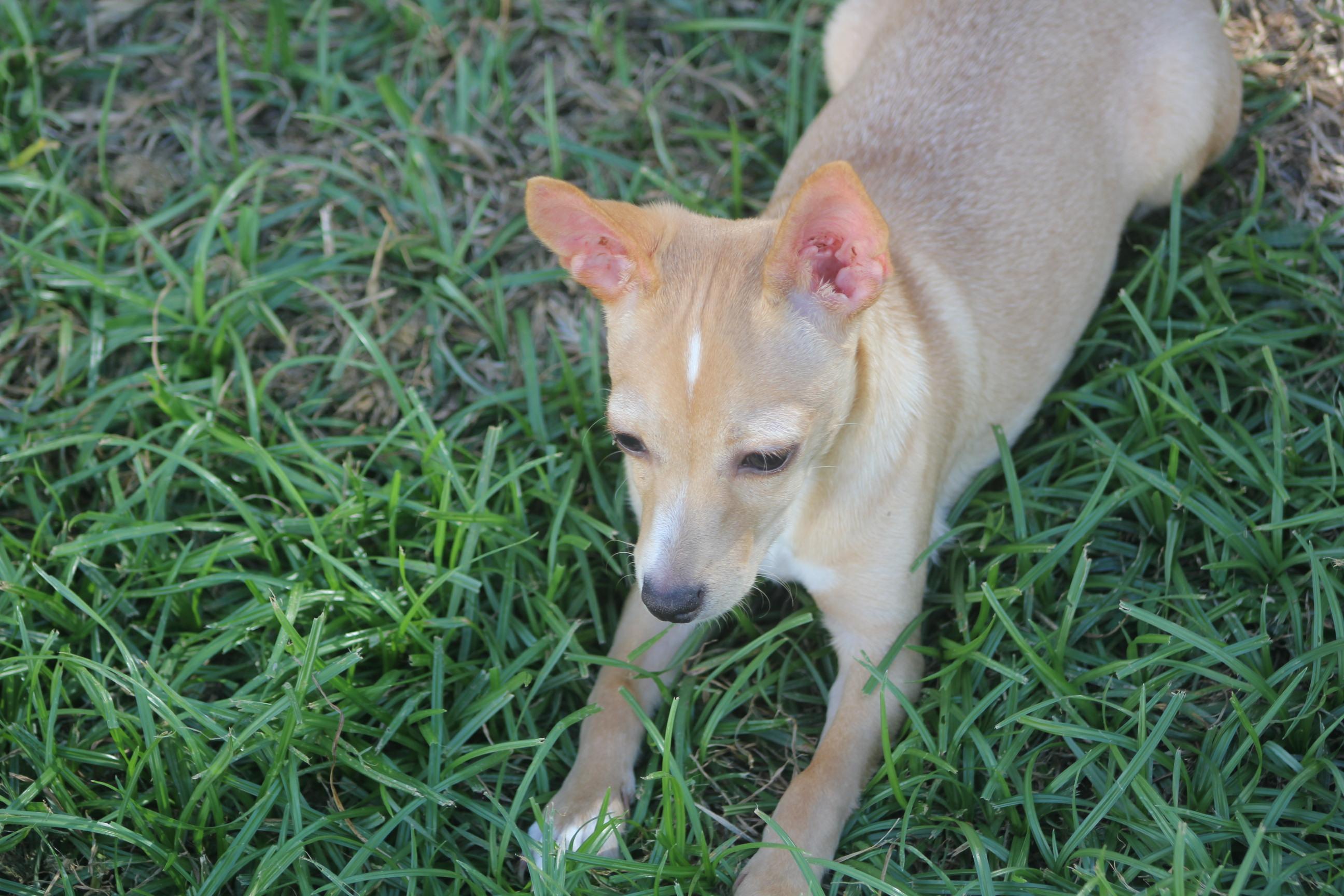 Flip, an adoptable mixed breed in Orlando, FL image 6/6