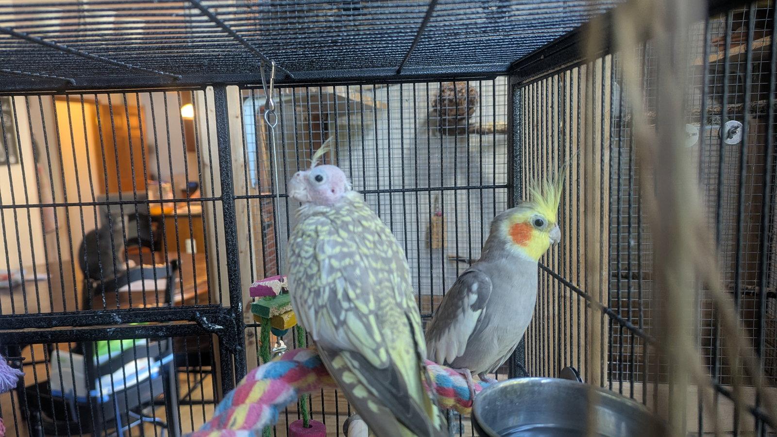Tweety and Sylvester, Adoptable, Senior Male Cockatiel.