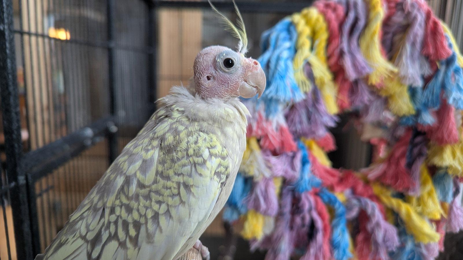 Enlarge Tweety and Sylvester, a Adoptable Cockatiel in hinckley, IL image 1/2