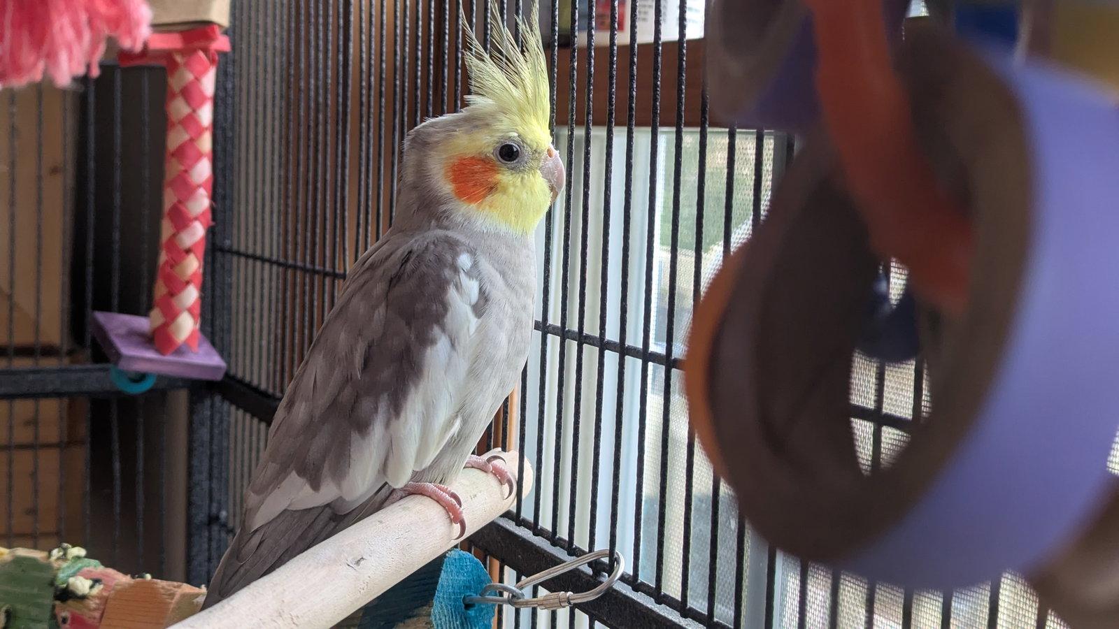 Enlarge Tweety and Sylvester, a Adoptable Cockatiel in hinckley, IL image 2/2