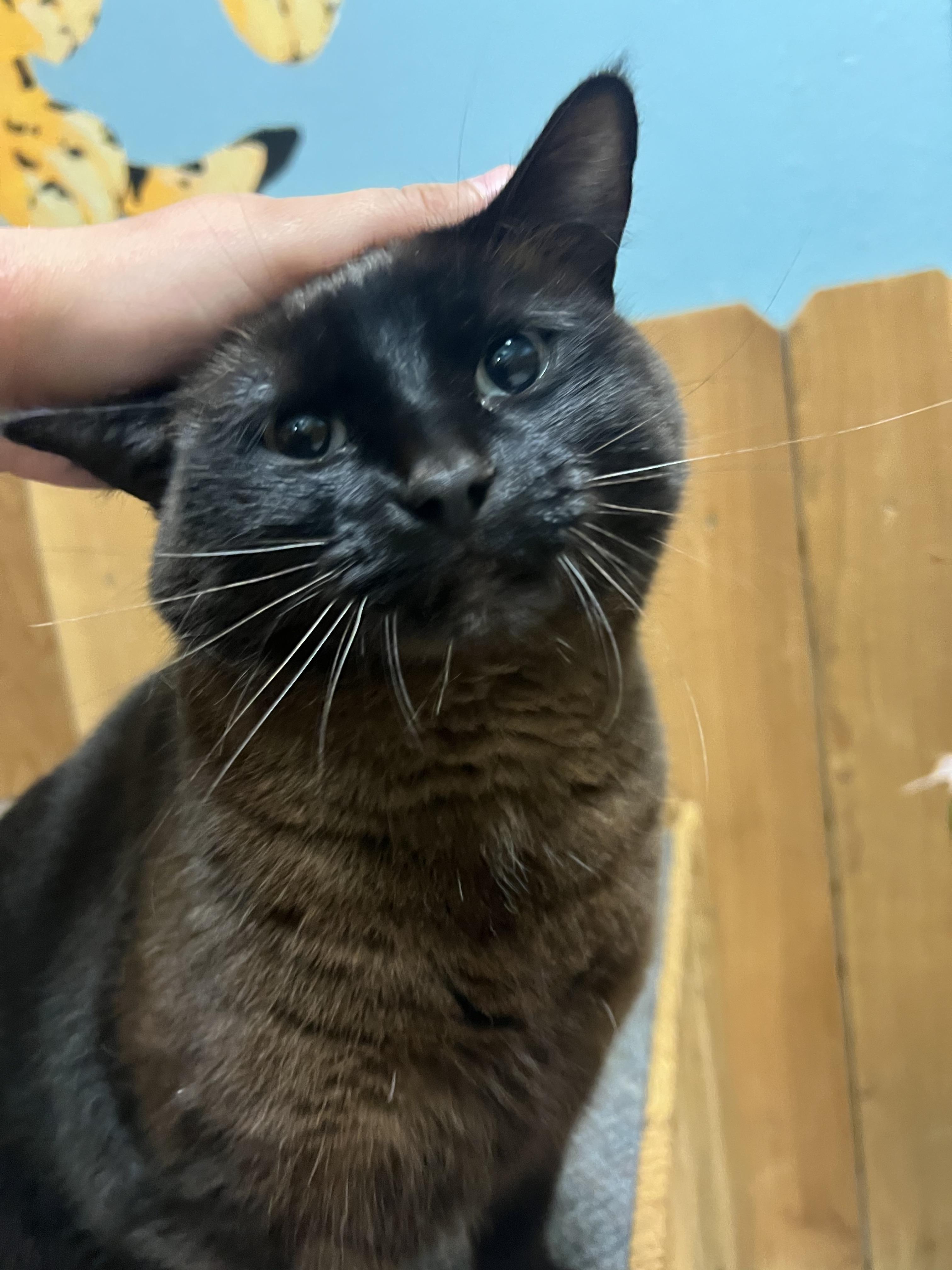 Amara, an adoptable Domestic Medium Hair in Spokane, WA, 99216 | Photo Image 3