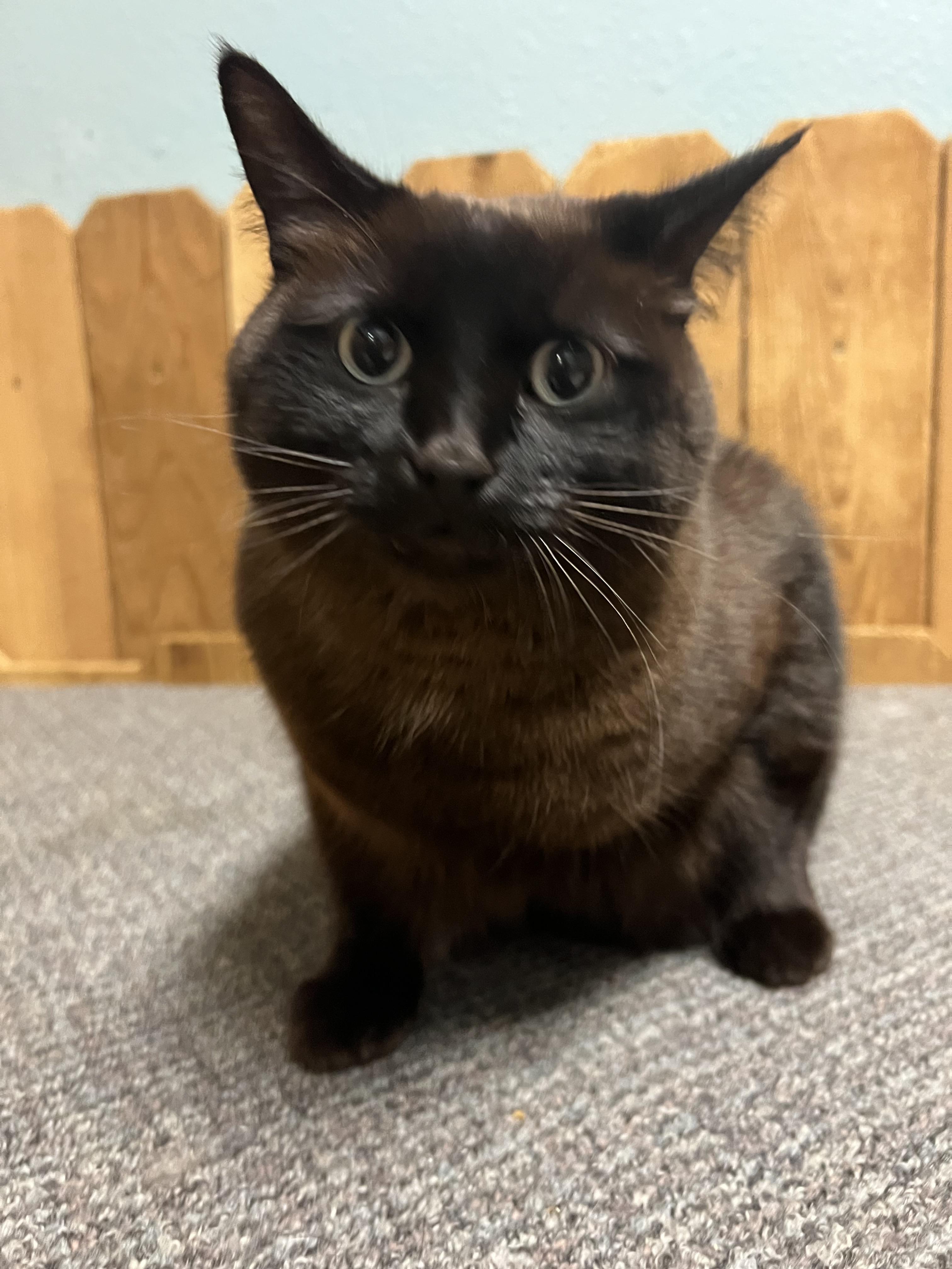 Amara, an adoptable Domestic Medium Hair in Spokane, WA, 99216 | Photo Image 4