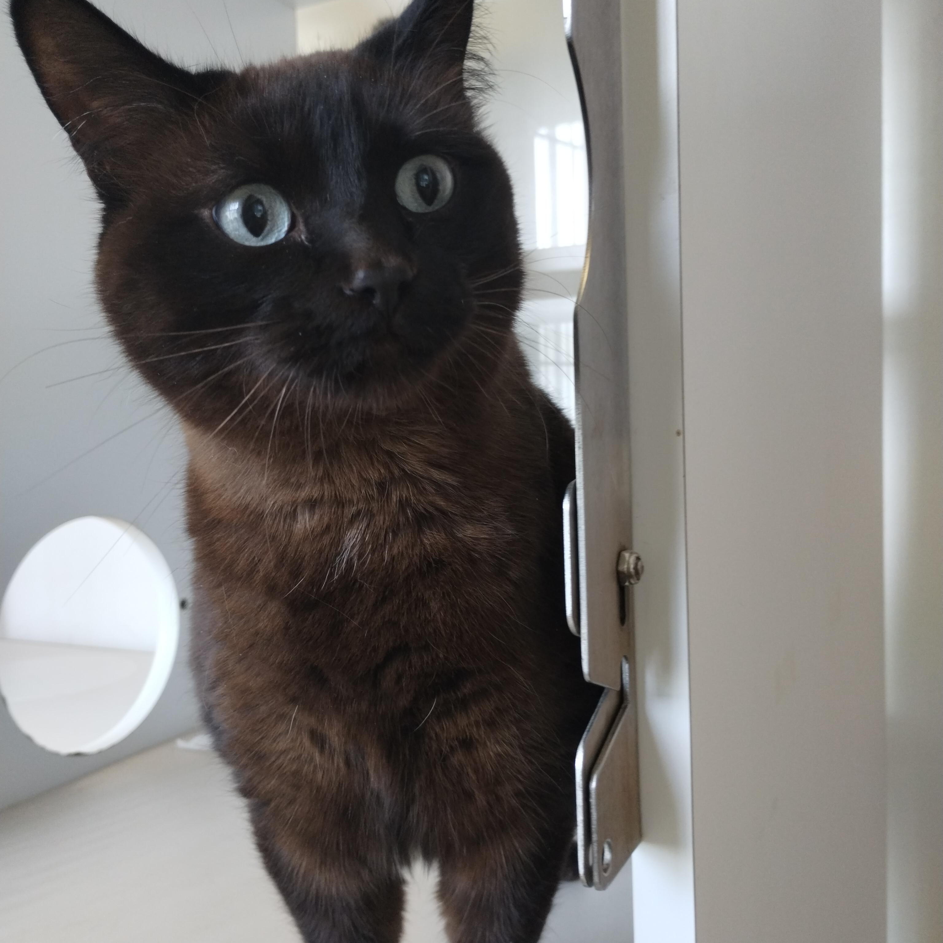 Amara, an adoptable Domestic Medium Hair in Spokane, WA, 99216 | Photo Image 1