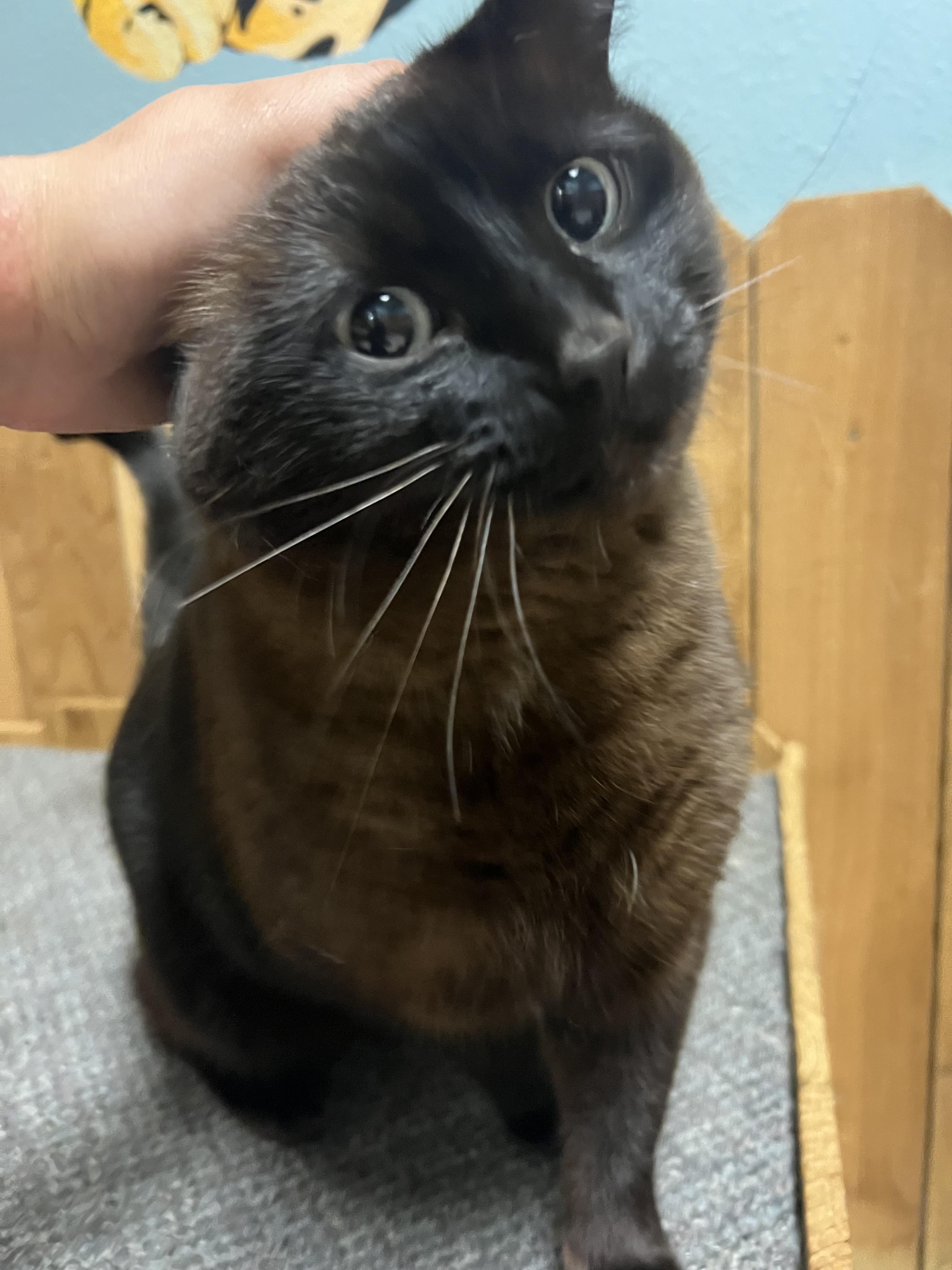 Amara, an adoptable Domestic Medium Hair in Spokane, WA, 99216 | Photo Image 2