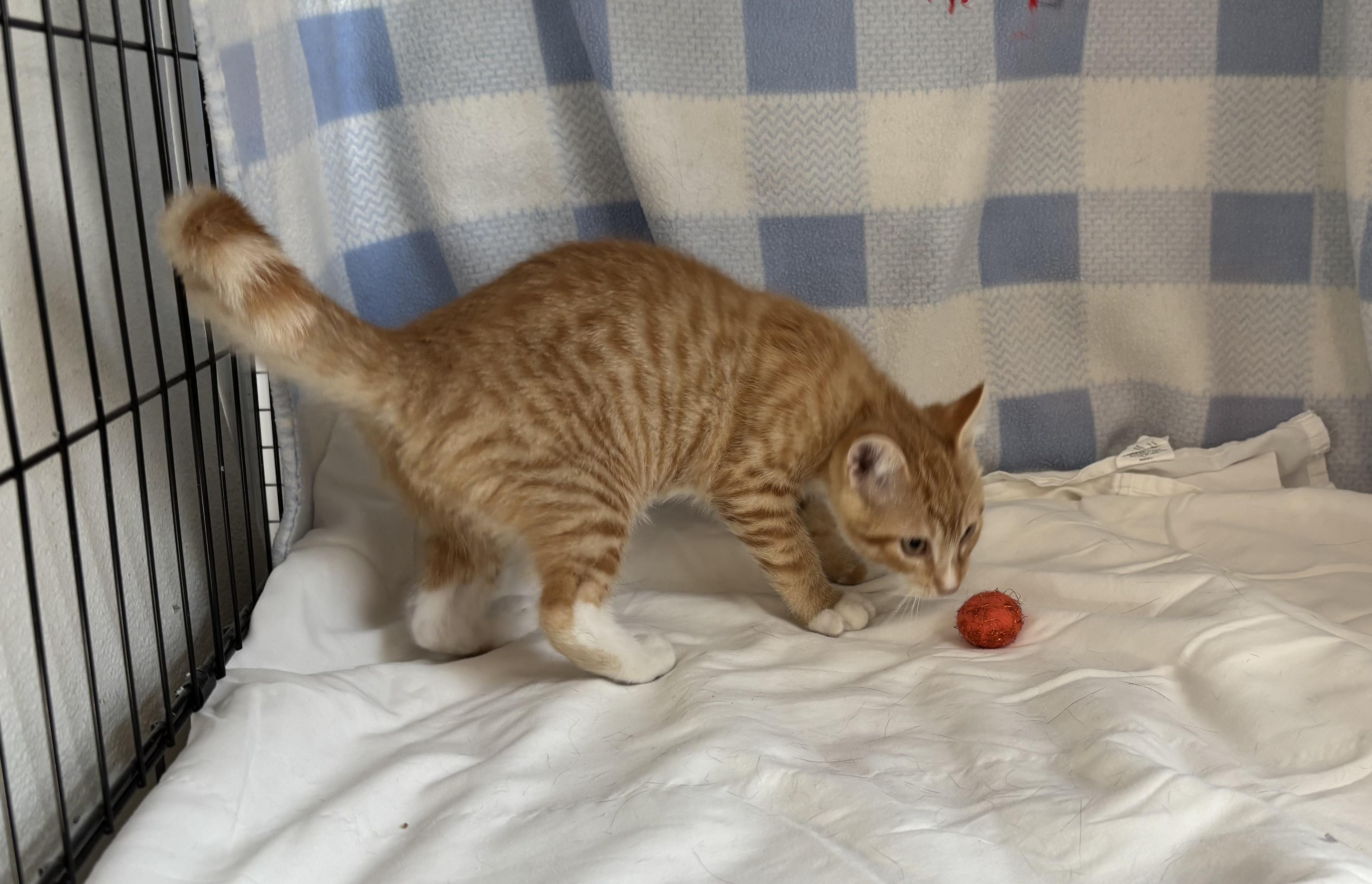 Squid, a Adoptable Domestic Short Hair in Torrington, WY image 1/4