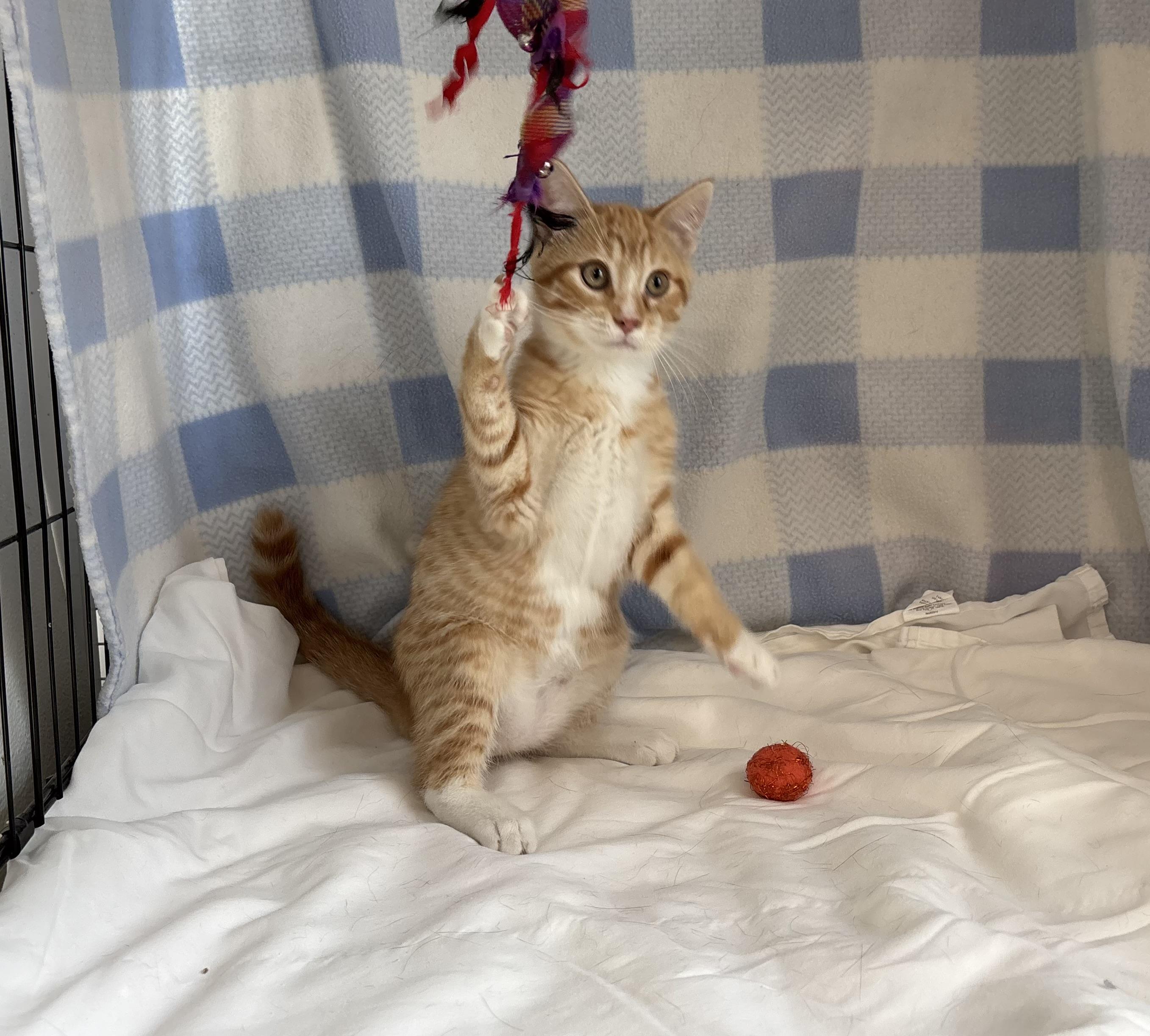 Squid, a Adoptable Domestic Short Hair in Torrington, WY image 2/4