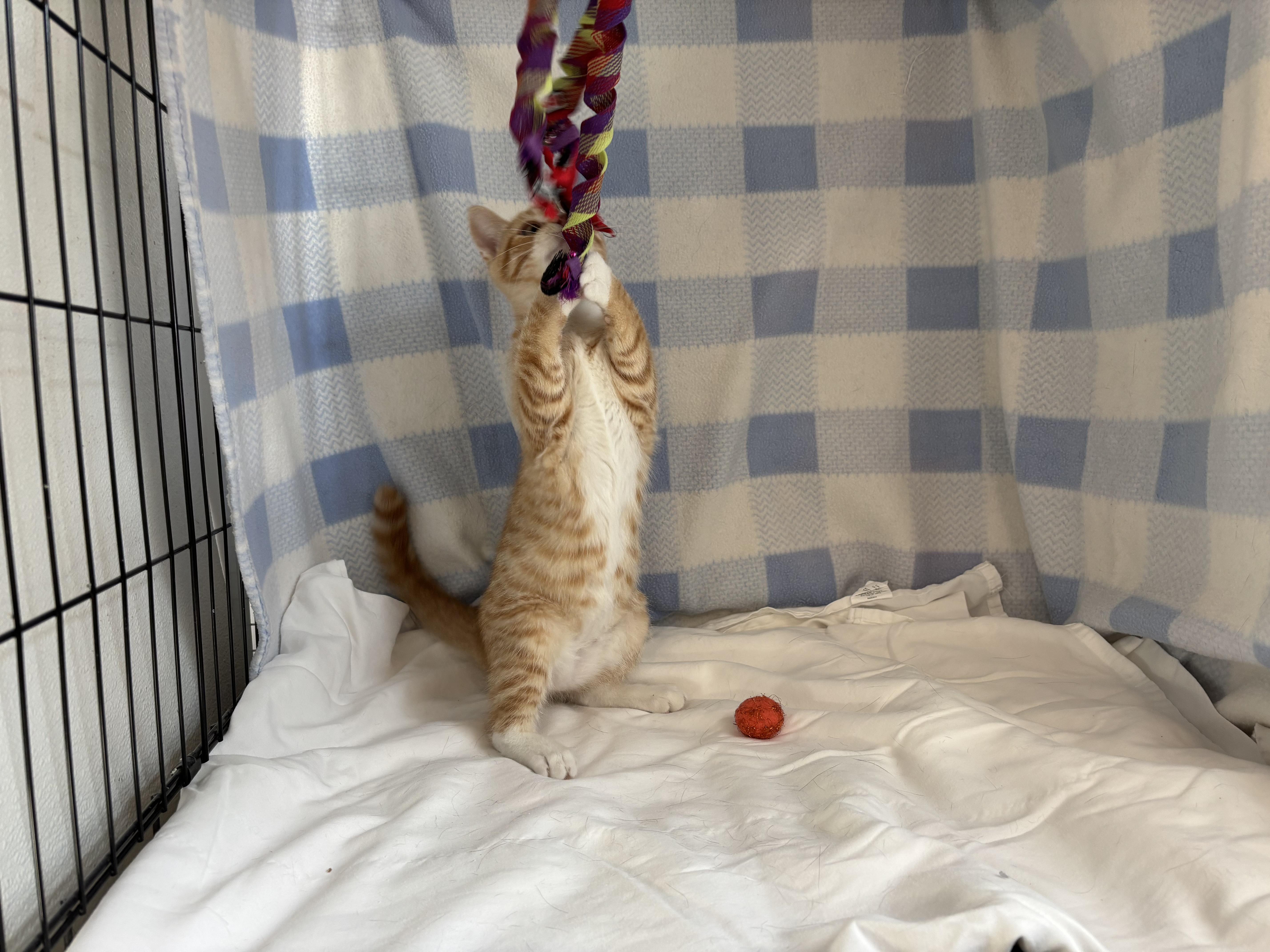 Squid, an adoptable Domestic Short Hair in Torrington, WY, 82240 | Photo Image 3