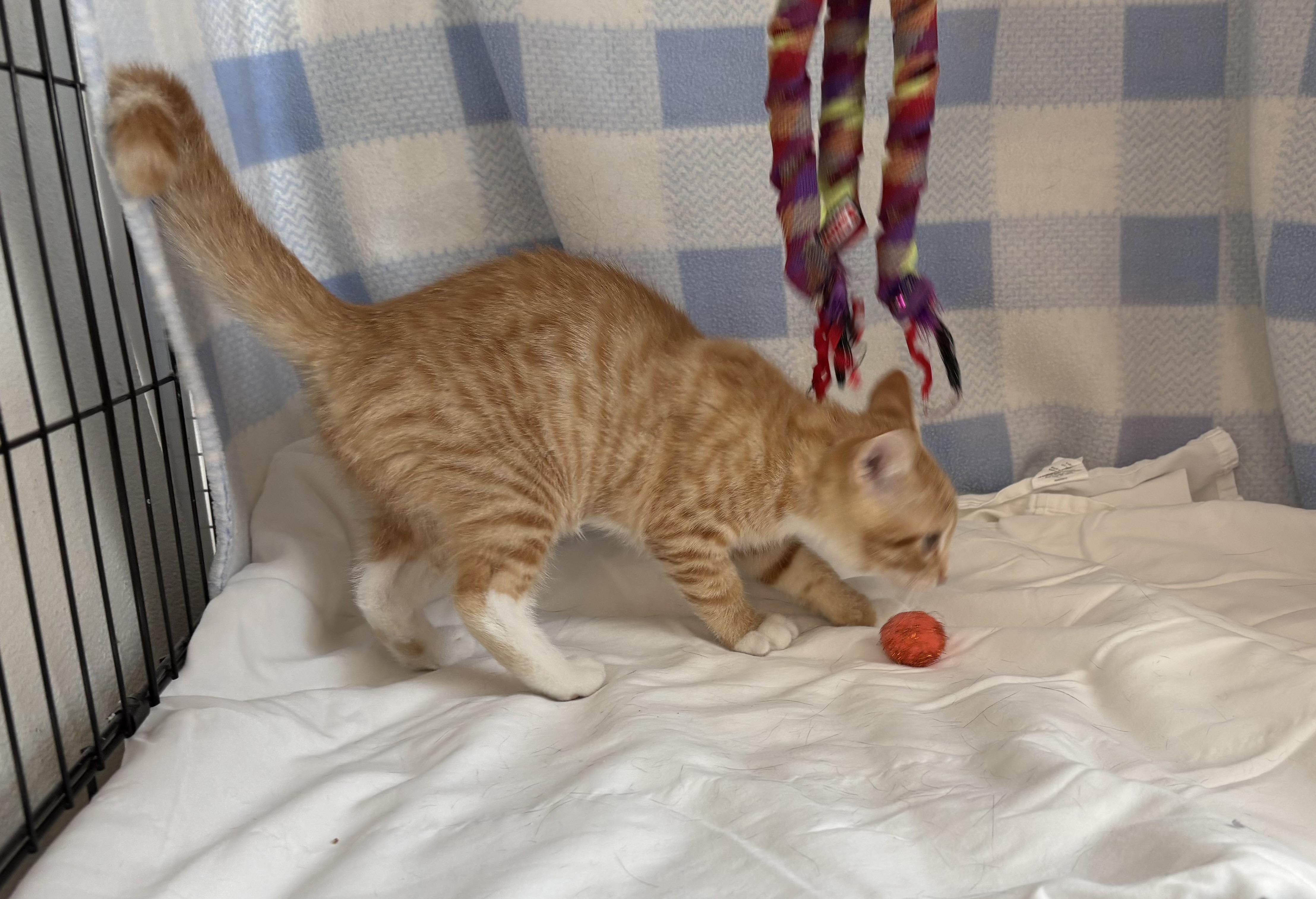 Squid, an adoptable Domestic Short Hair in Torrington, WY, 82240 | Photo Image 4