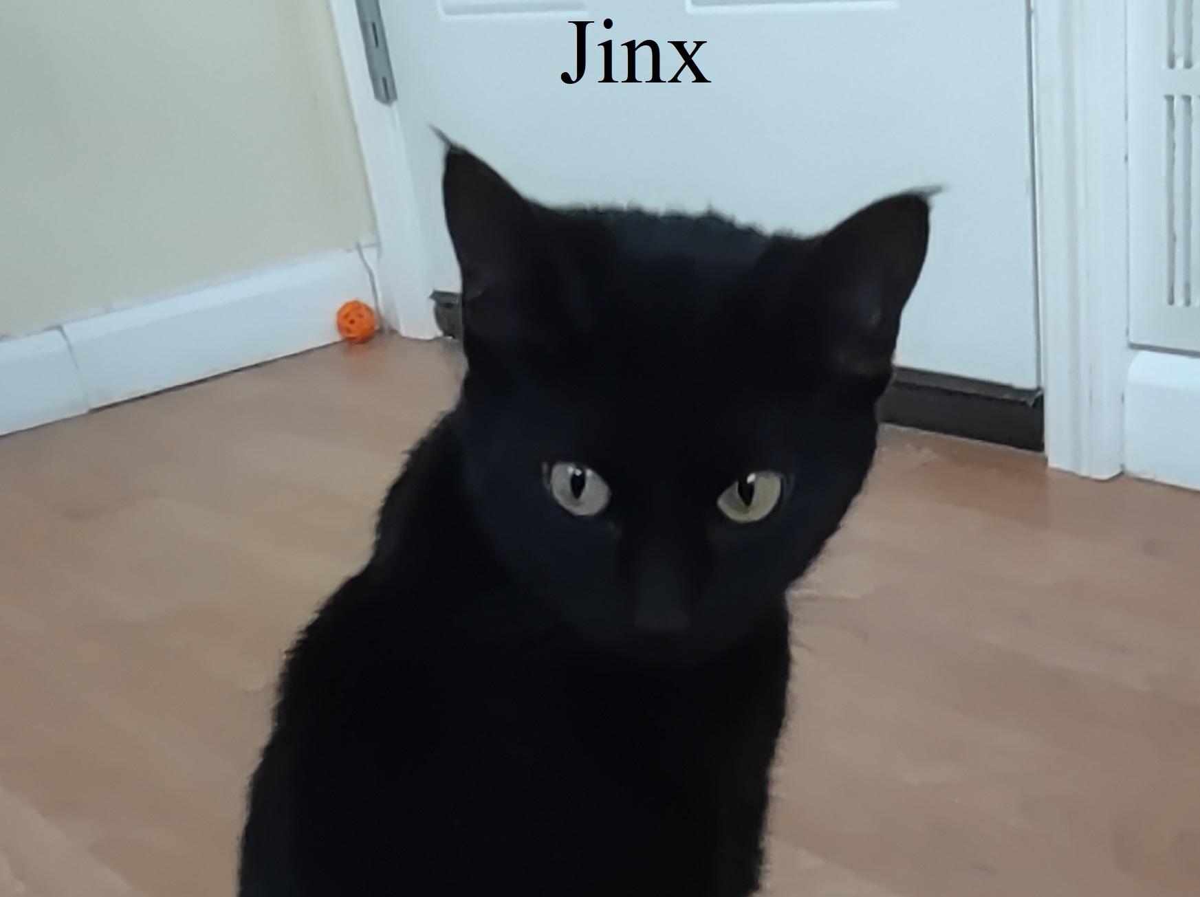 Jinx, a ADOPTABLE mixed breed in Montour Falls, NY image 1/4