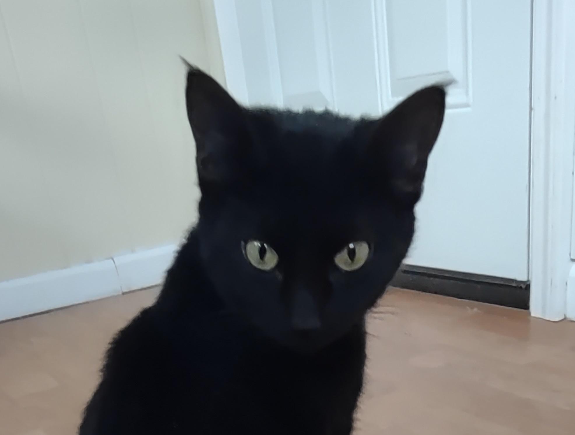 Jinx, a ADOPTABLE mixed breed in Montour Falls, NY image 3/4