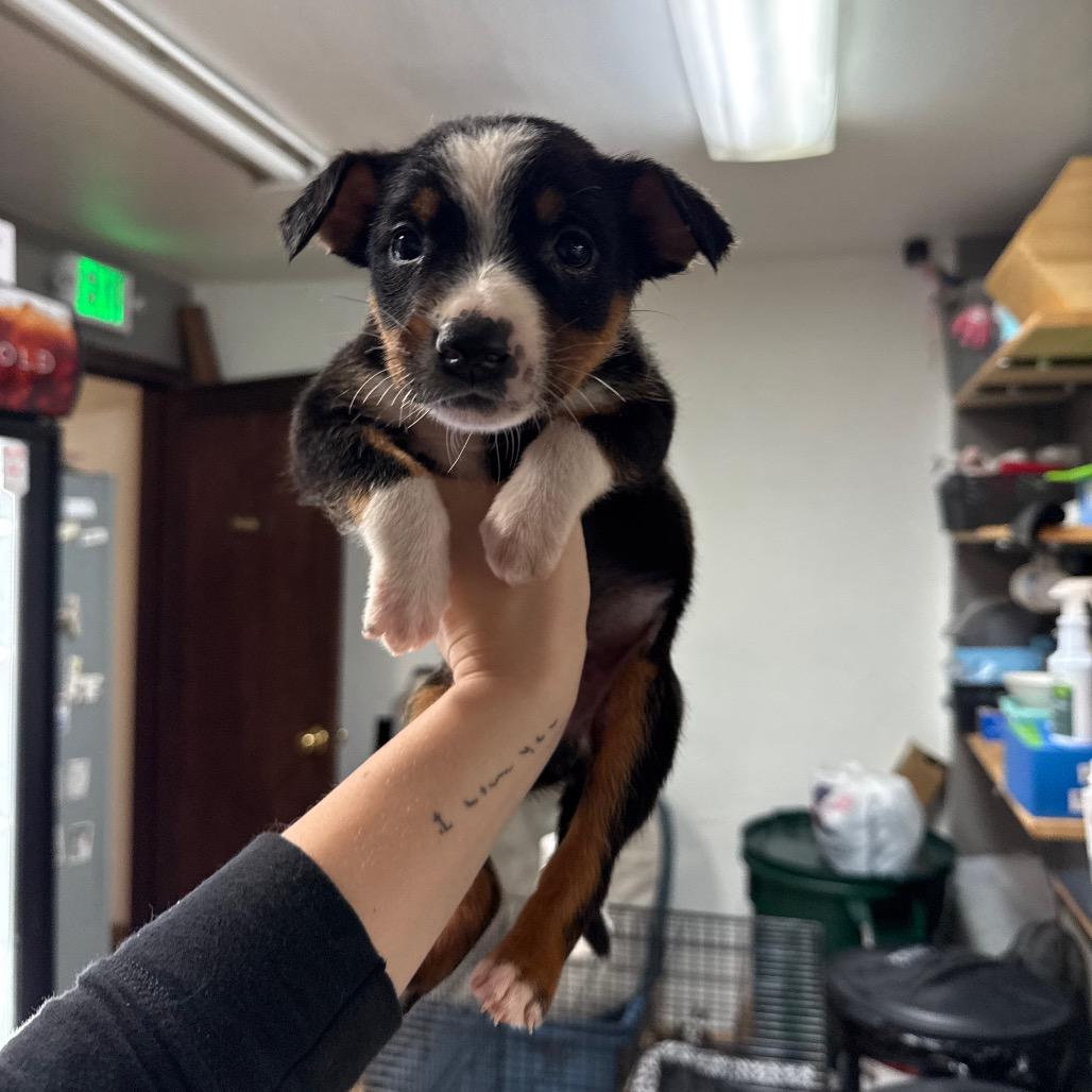 Enlarge Abyssinian, a Adoptable Mixed Breed in Tacoma, WA image 3/5