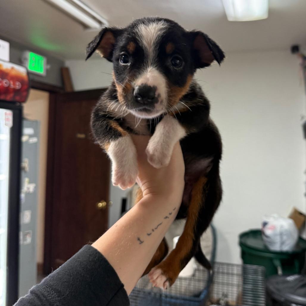 Enlarge Abyssinian, a Adoptable Mixed Breed in Tacoma, WA image 4/5