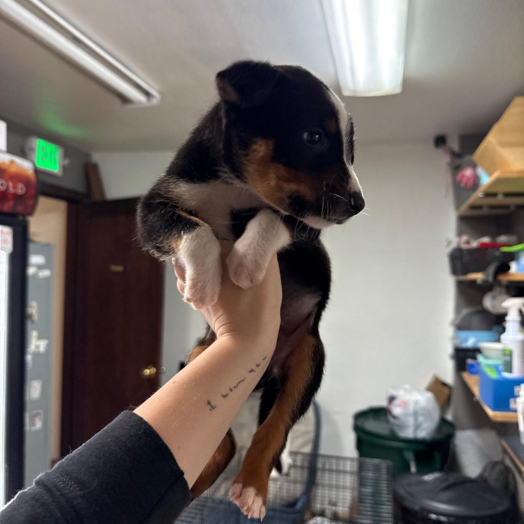 Enlarge Abyssinian, a Adoptable Mixed Breed in Tacoma, WA image 5/5